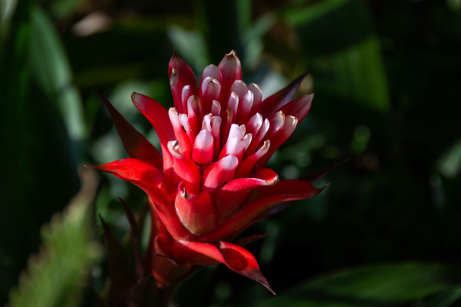 Nikon D3100 sample photo. Red flower, botanical garden photography