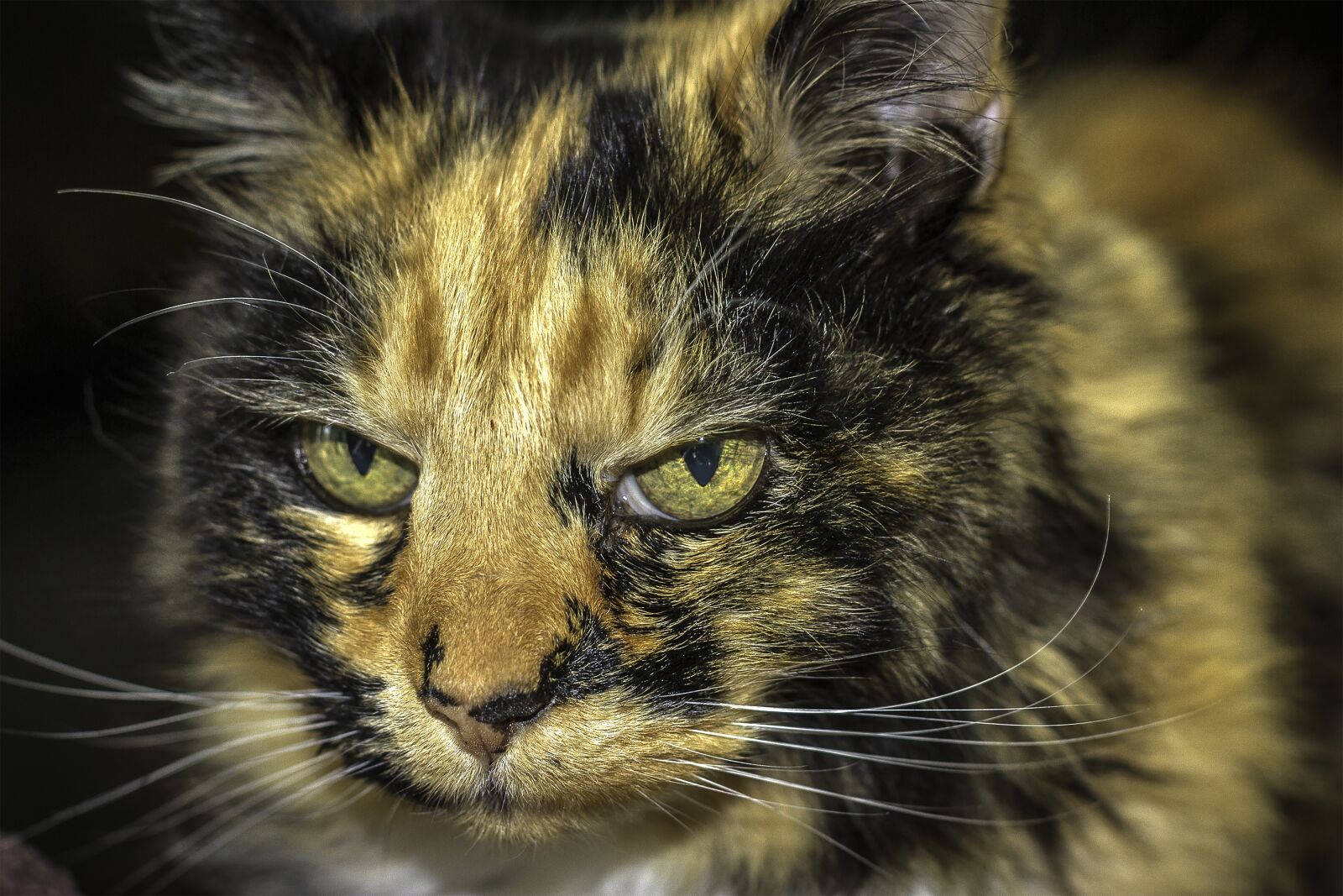 Canon EOS 7D + Canon EF 50mm F1.2L USM sample photo. Cat, cat close up photography
