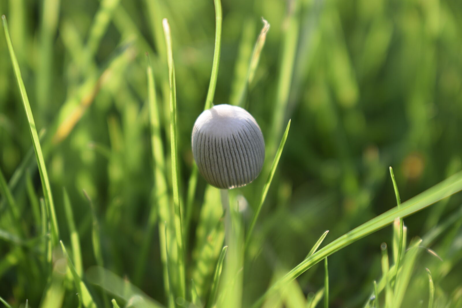 Nikon D3300 sample photo. Grass, grass, field, grass photography