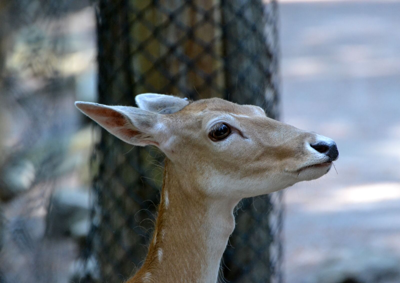 Nikon D3100 sample photo. Red, deer, doe photography