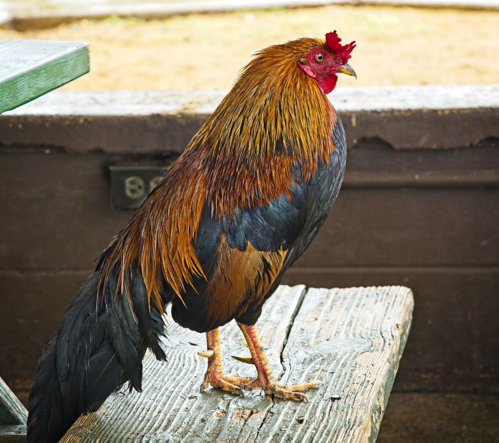 Sony FE 24-105mm F4 G OSS sample photo. Rooster, chicken, bird photography