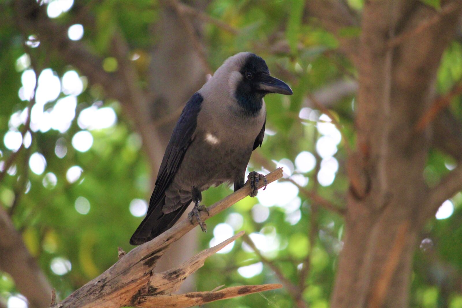 Canon EOS 1200D (EOS Rebel T5 / EOS Kiss X70 / EOS Hi) sample photo. Raven, bird, crow photography