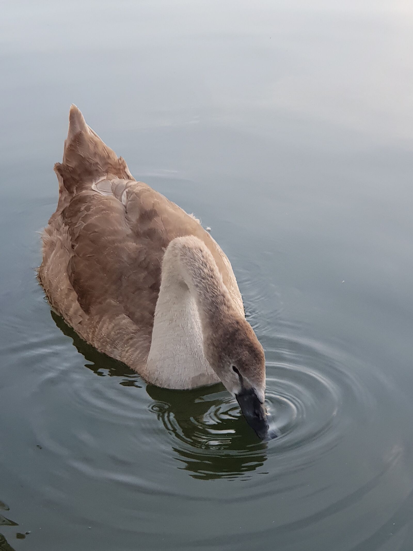 Samsung Galaxy S9+ sample photo. Swan, animal children, water photography