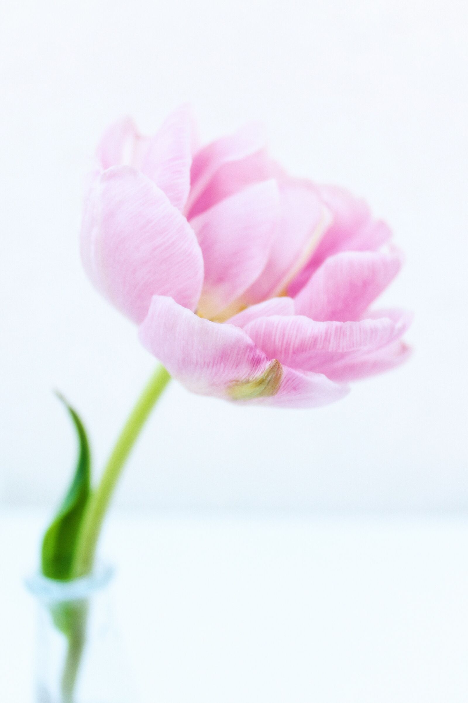 Canon EOS 1100D (EOS Rebel T3 / EOS Kiss X50) sample photo. Peony, tulips, flowers photography