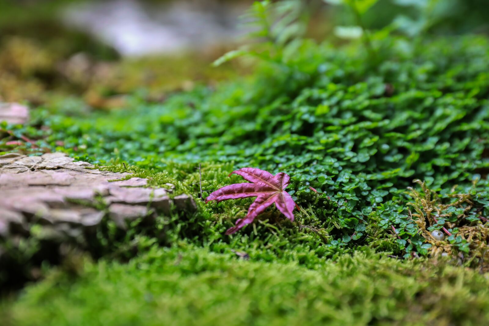 Canon EOS 5D Mark IV sample photo. Maple, maple leaf, japan photography