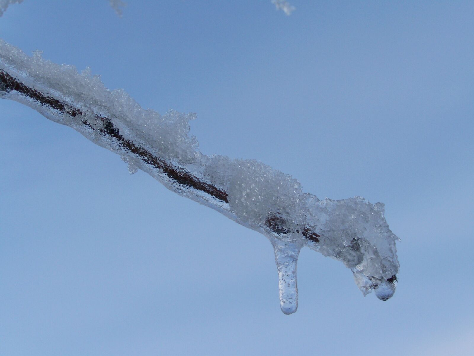 Kodak EASYSHARE ZD710 ZOOM DIGITAL CAMERA sample photo. Icicle, frosty snowy branch photography