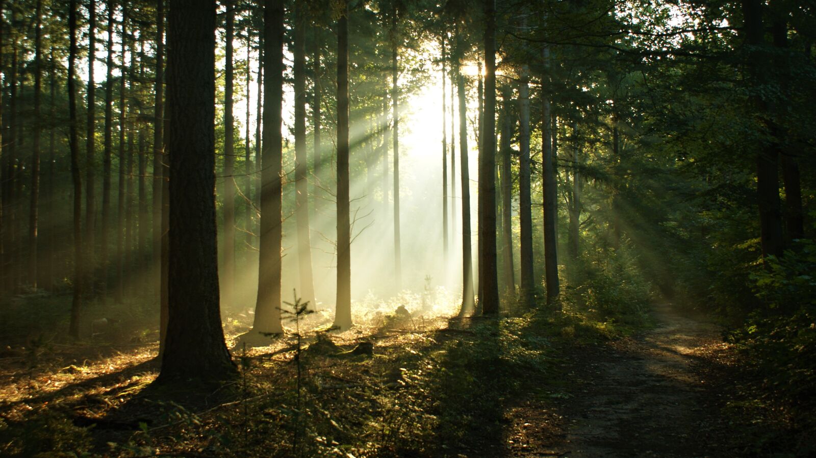Sony Alpha DSLR-A350 sample photo. Forest, sun rays, fog photography