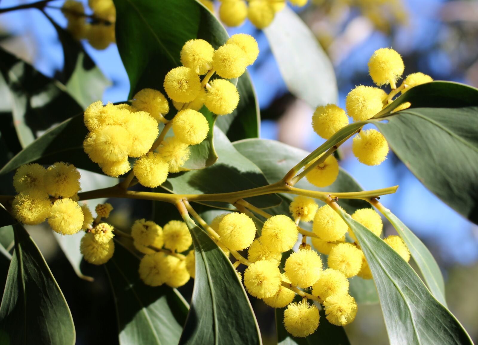 Canon EOS 700D (EOS Rebel T5i / EOS Kiss X7i) sample photo. Acacia, wattle blossoms, mimosaceae photography