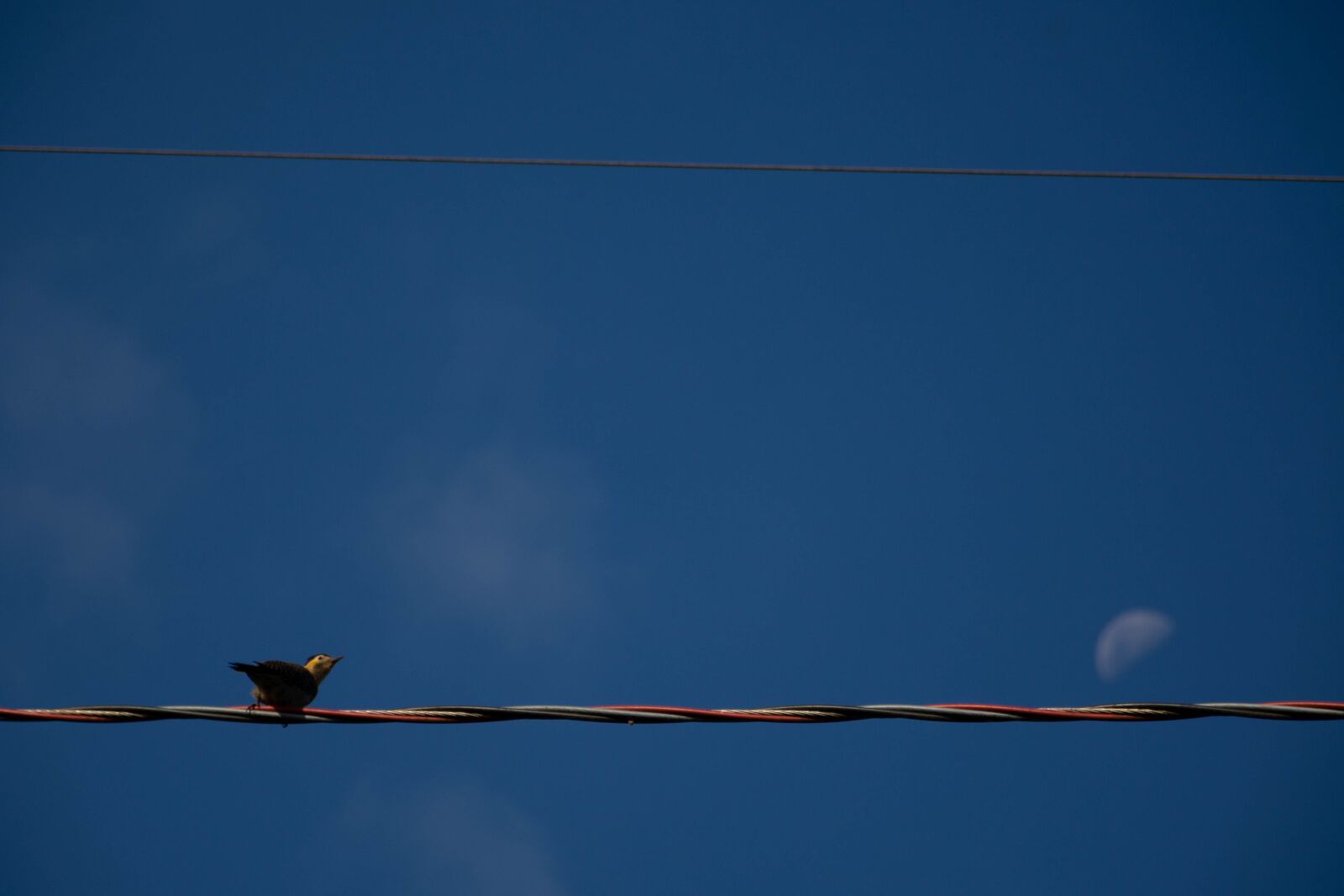 Nikon D7200 sample photo. Moon, bird, wire photography