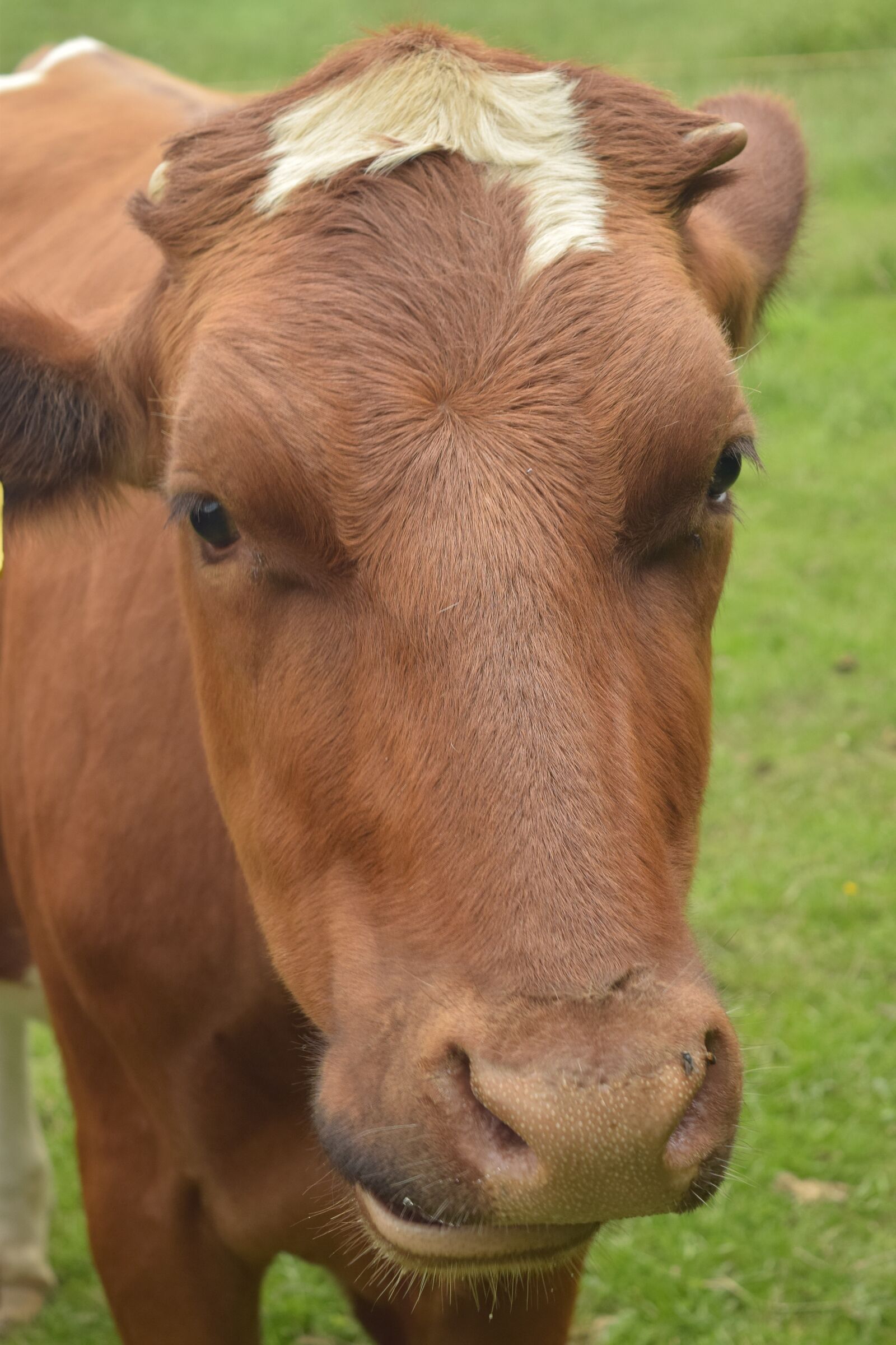 Nikon D5300 sample photo. Cow, alm, close up photography