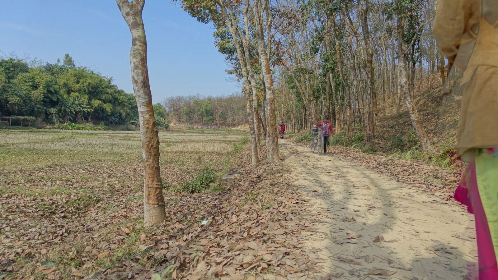 Sony Cyber-shot DSC-RX100 III sample photo. Nature, park photography
