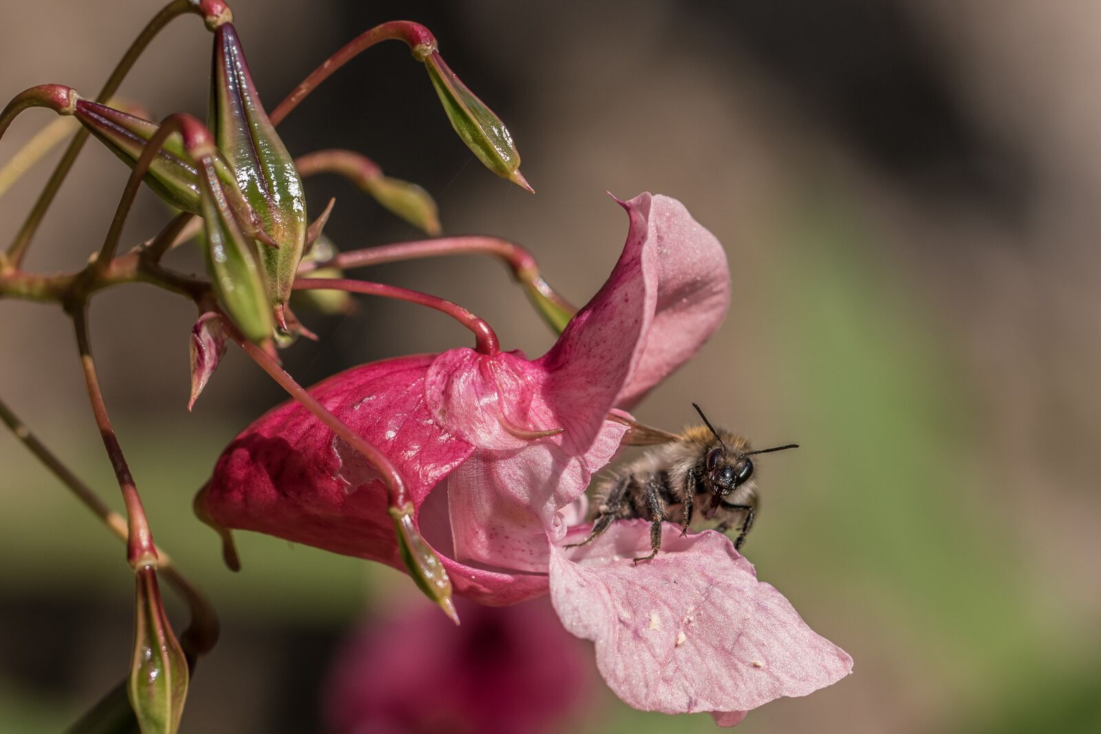 Canon EOS 7D Mark II sample photo. Balsam, bee, nectar photography
