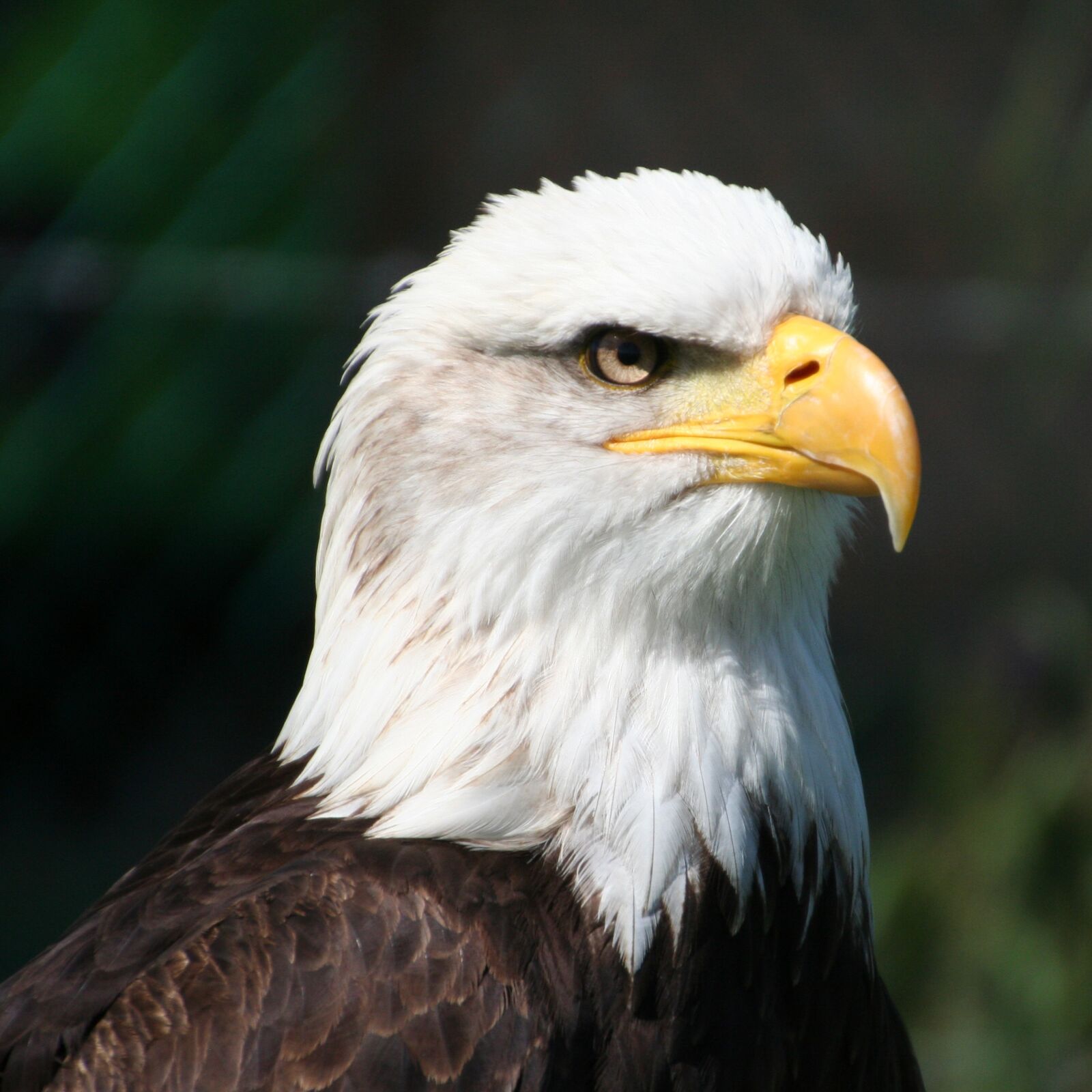 Canon EOS 350D (EOS Digital Rebel XT / EOS Kiss Digital N) sample photo. Eagle, bird of prey photography