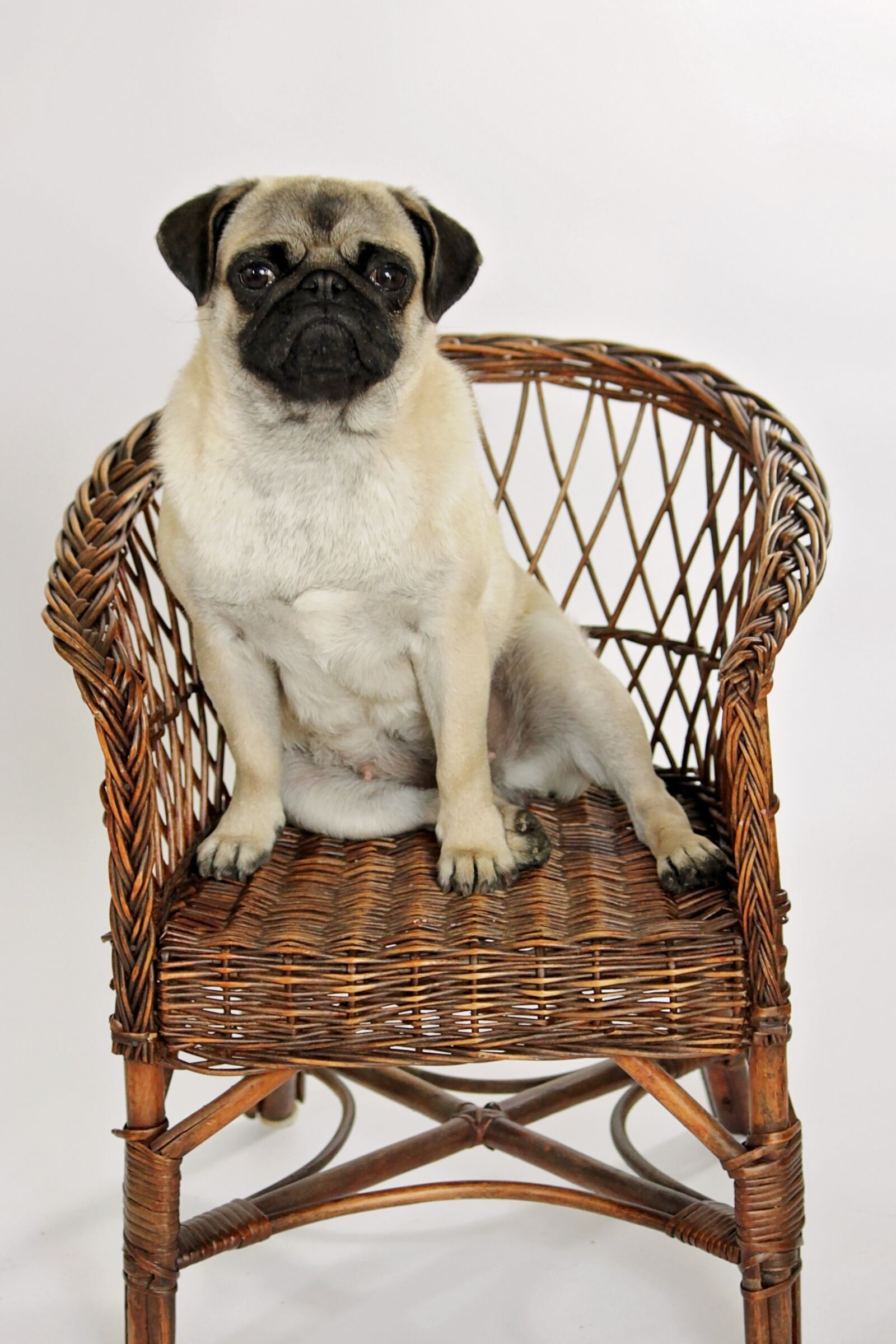 Canon EOS 500D (EOS Rebel T1i / EOS Kiss X3) sample photo. Cute, animal kingdom, dog photography