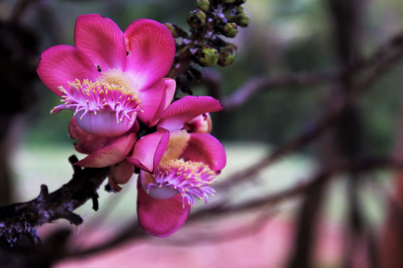 Canon EOS 80D sample photo. Flower, nature, plant photography