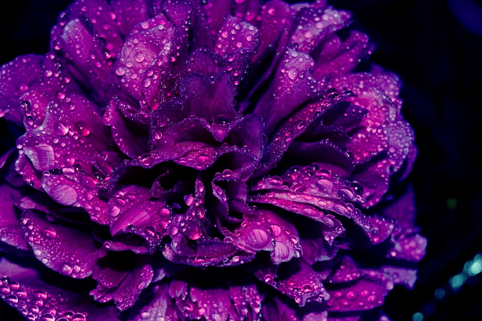 Nikon D3300 sample photo. Beautiful, purple photography