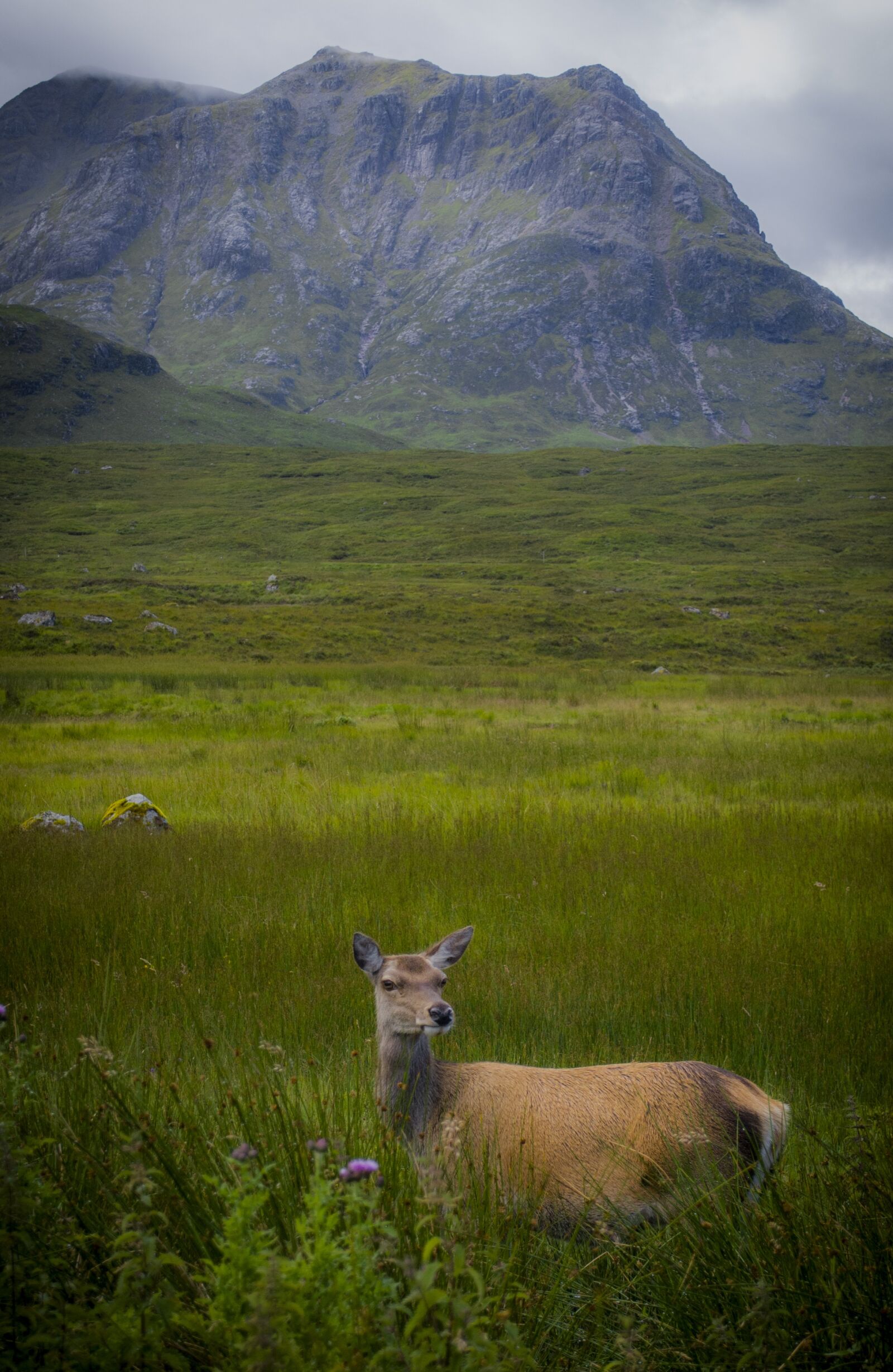 Nikon D3000 sample photo. Deer, glencoe, scotland photography