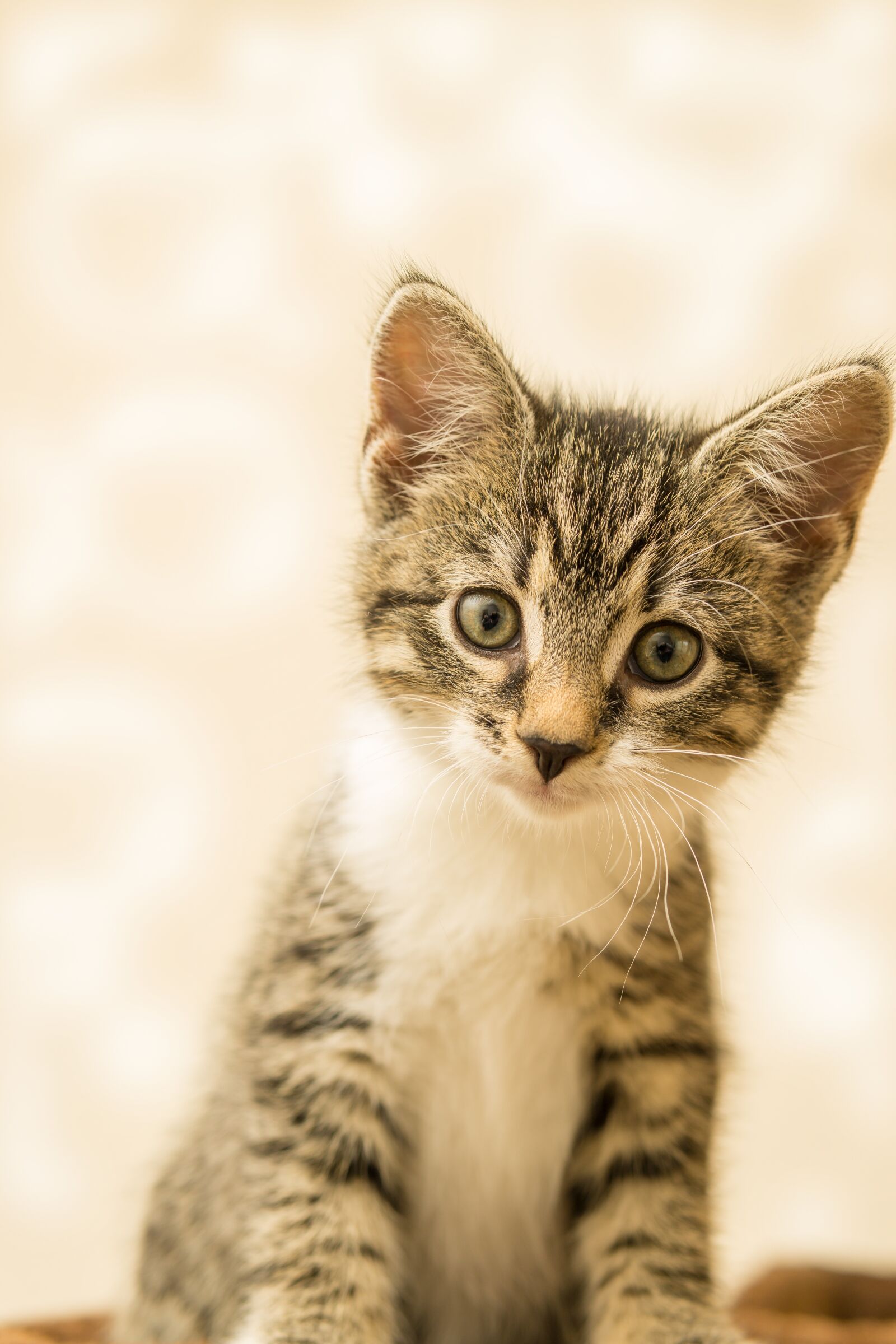30mm F1.4 DC DN | Contemporary 016 sample photo. Cat, small, mackerel photography