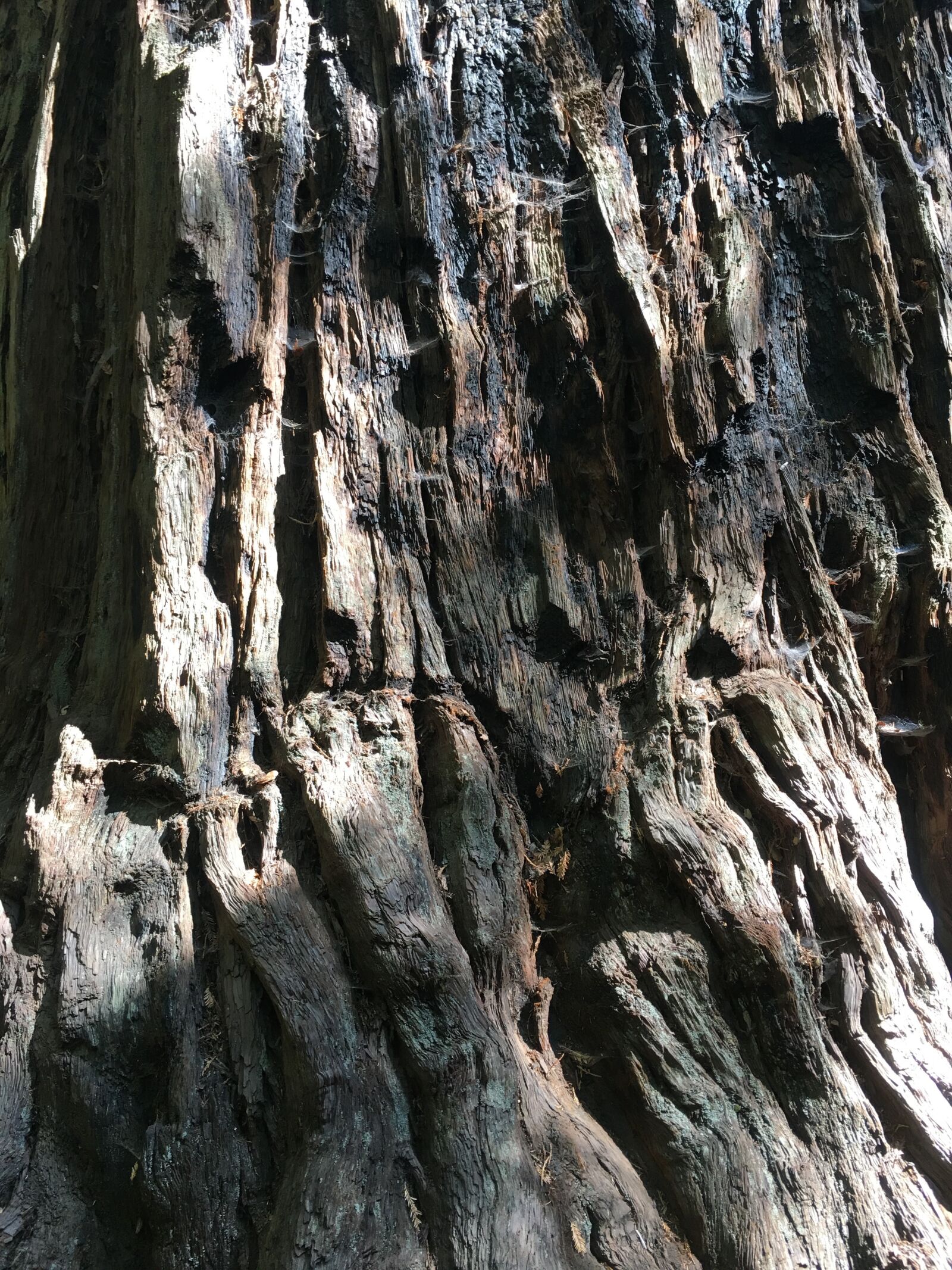 Apple iPhone 6s Plus sample photo. Bark, tree, wood photography
