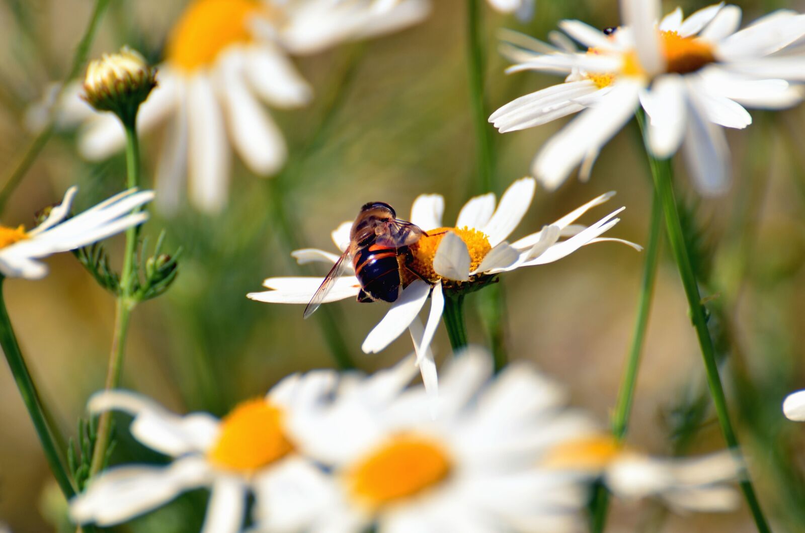 Nikon D5100 sample photo. Daisy, bee, pollen, honey photography
