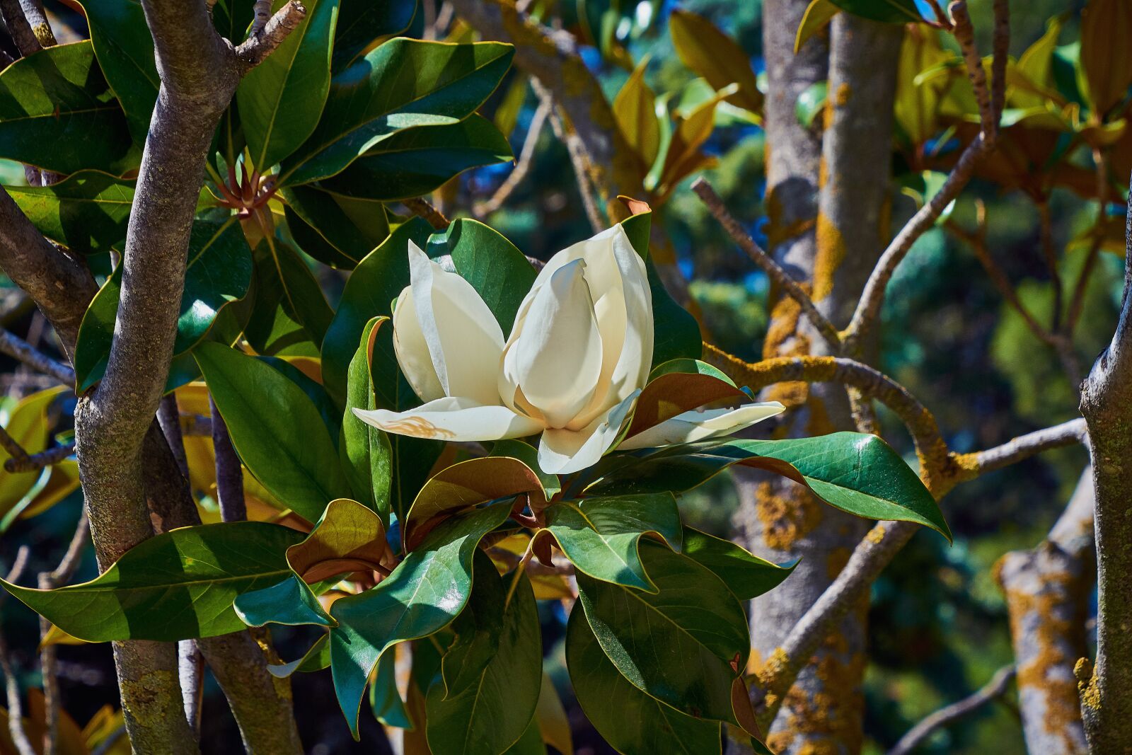 Nikon D7200 sample photo. Flower, white, floral photography
