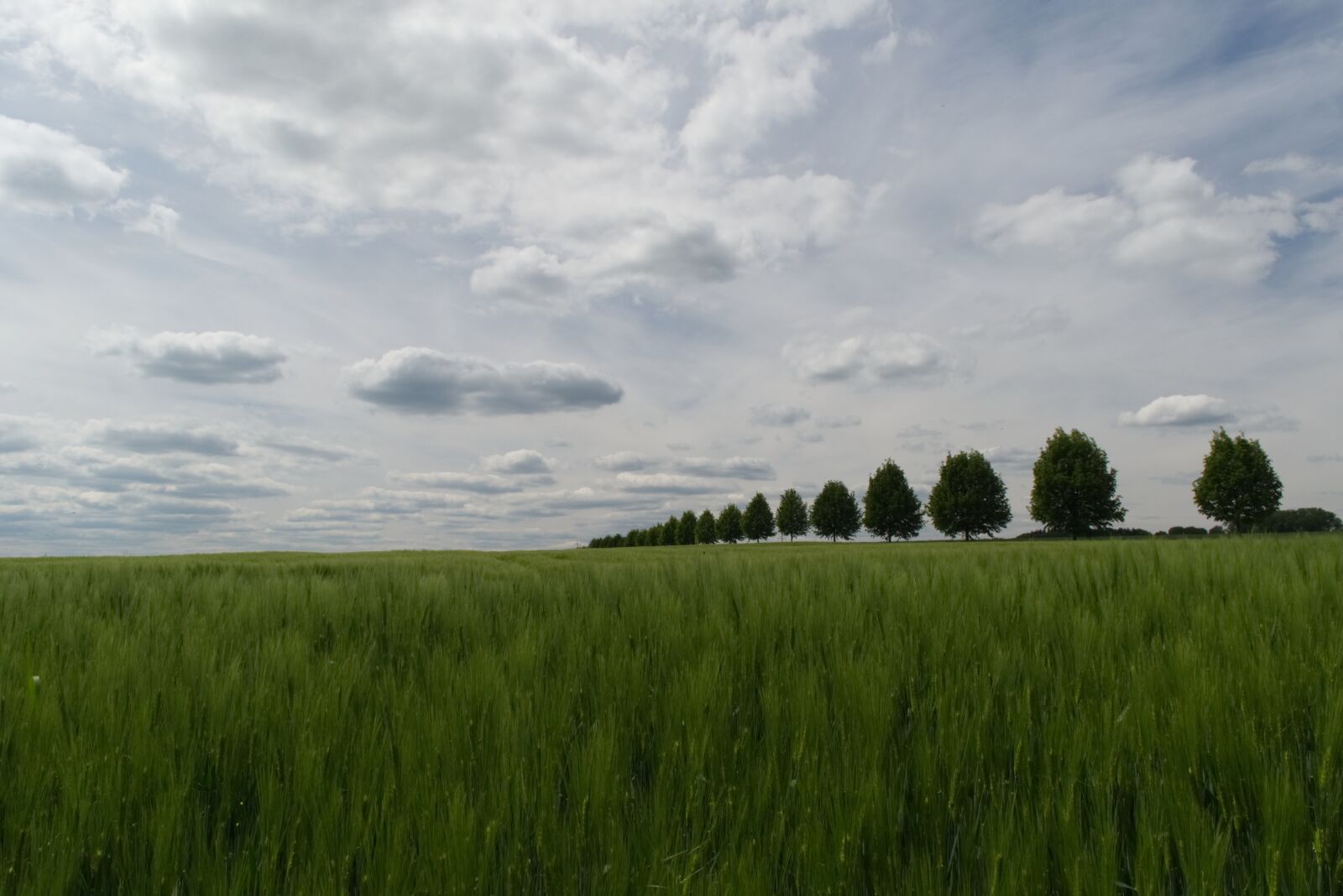 Nikon D5500 sample photo. Trees, all, field photography