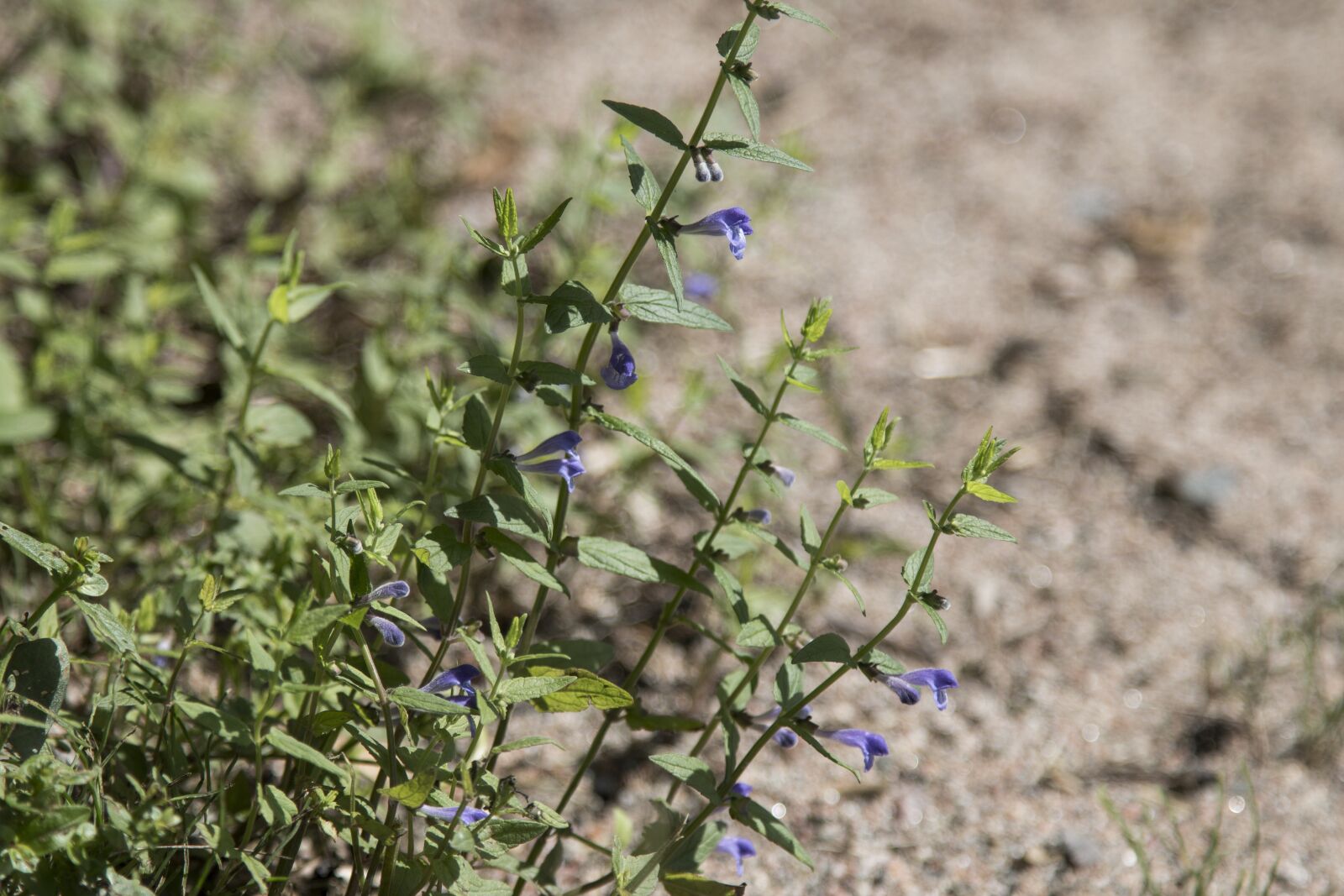 Canon EOS 70D + Canon EF 24-105mm F4L IS USM sample photo. Beach, plant, summer photography