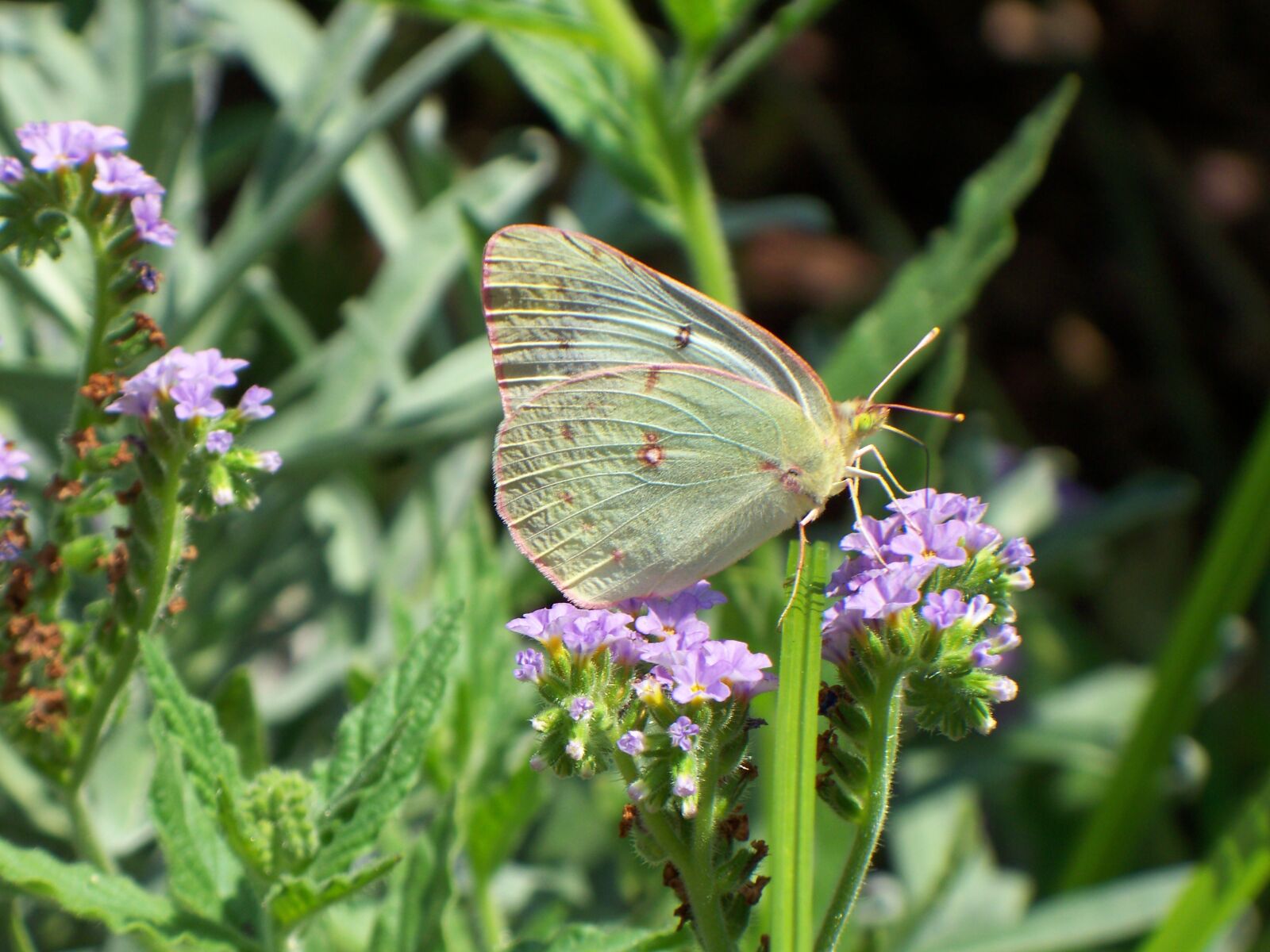 Kodak EASYSHARE Z1485 IS DIGITAL CAMERA sample photo. Bug, insect, plant photography
