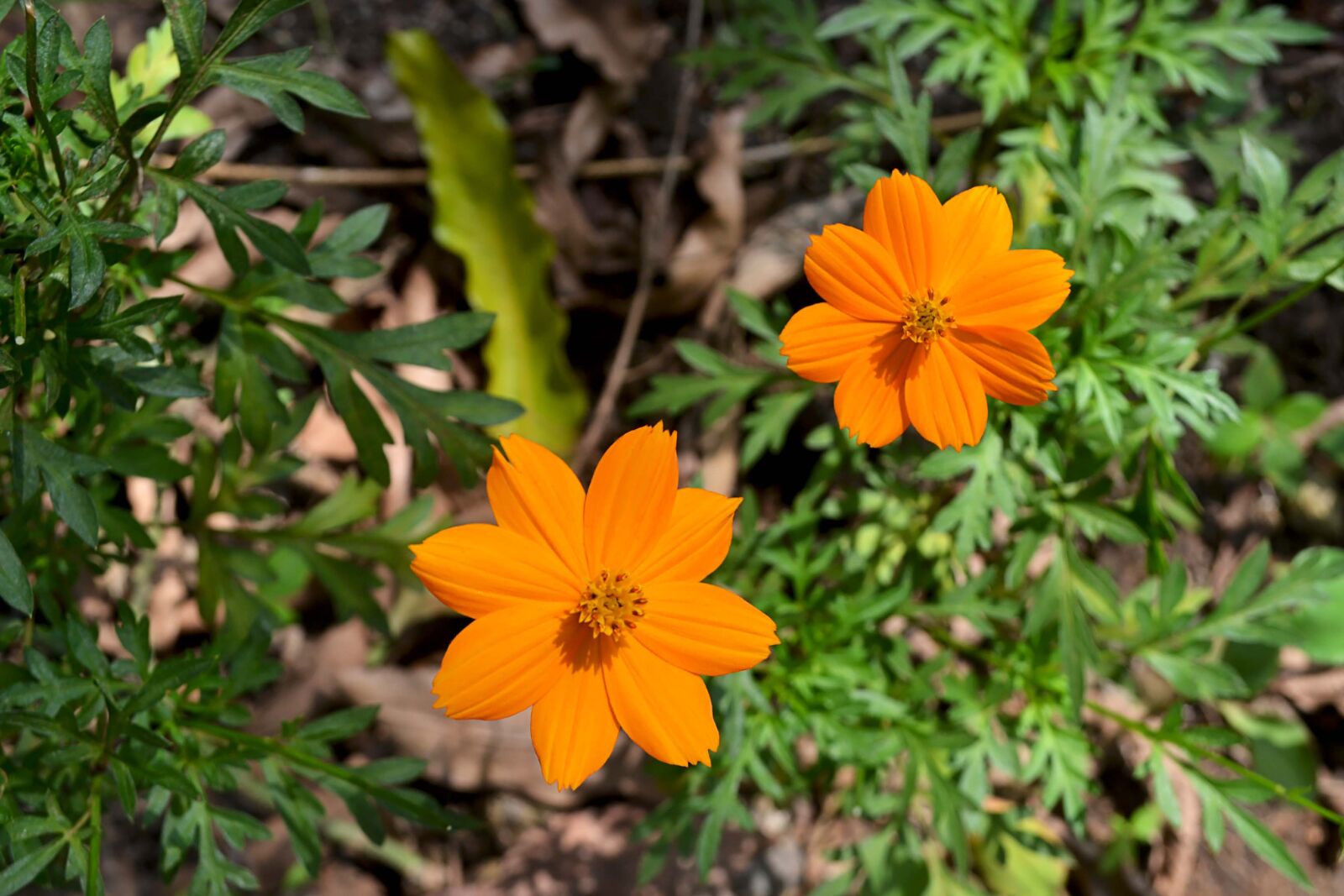 Nikon D3100 sample photo. Orange, nature, garden photography