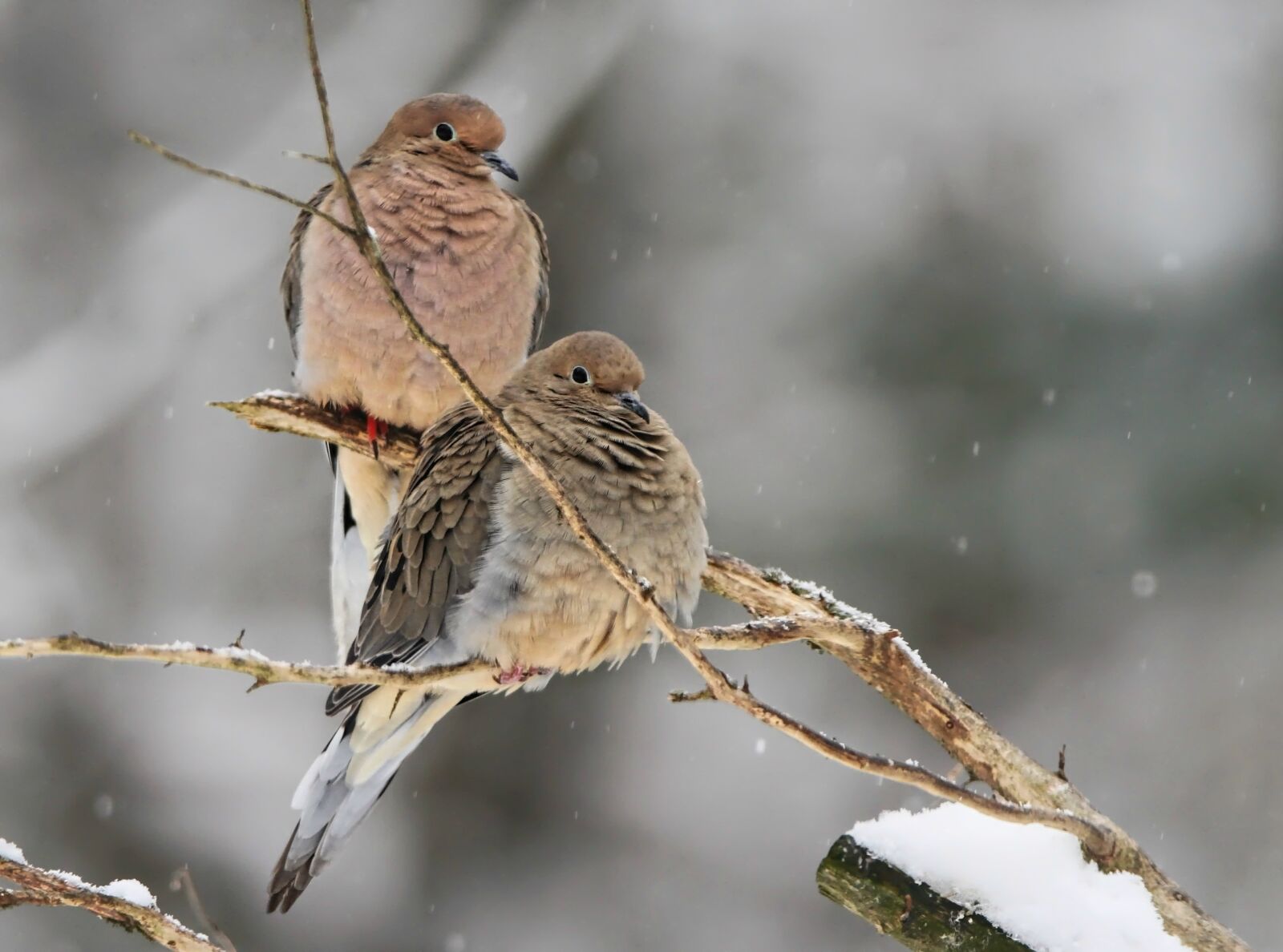 Tamron SP 150-600mm F5-6.3 Di VC USD sample photo. Mourning doves, dove, bird photography