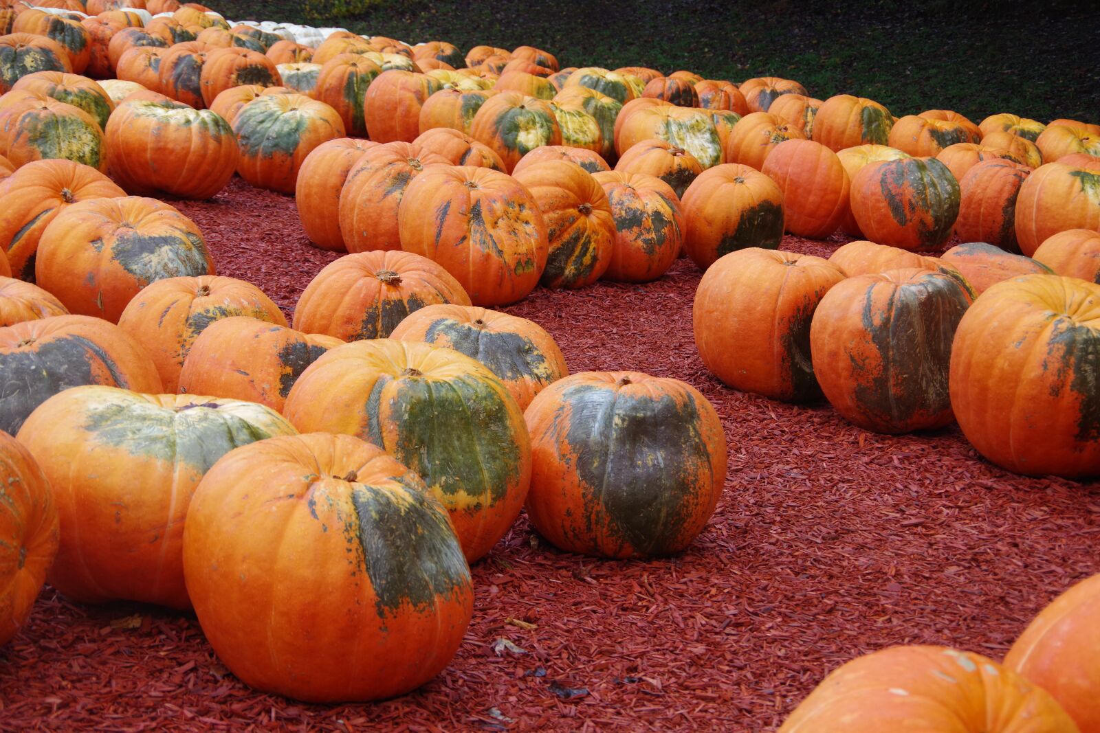 Pentax K-70 sample photo. Pumpkin, pumpkin patch, fall photography