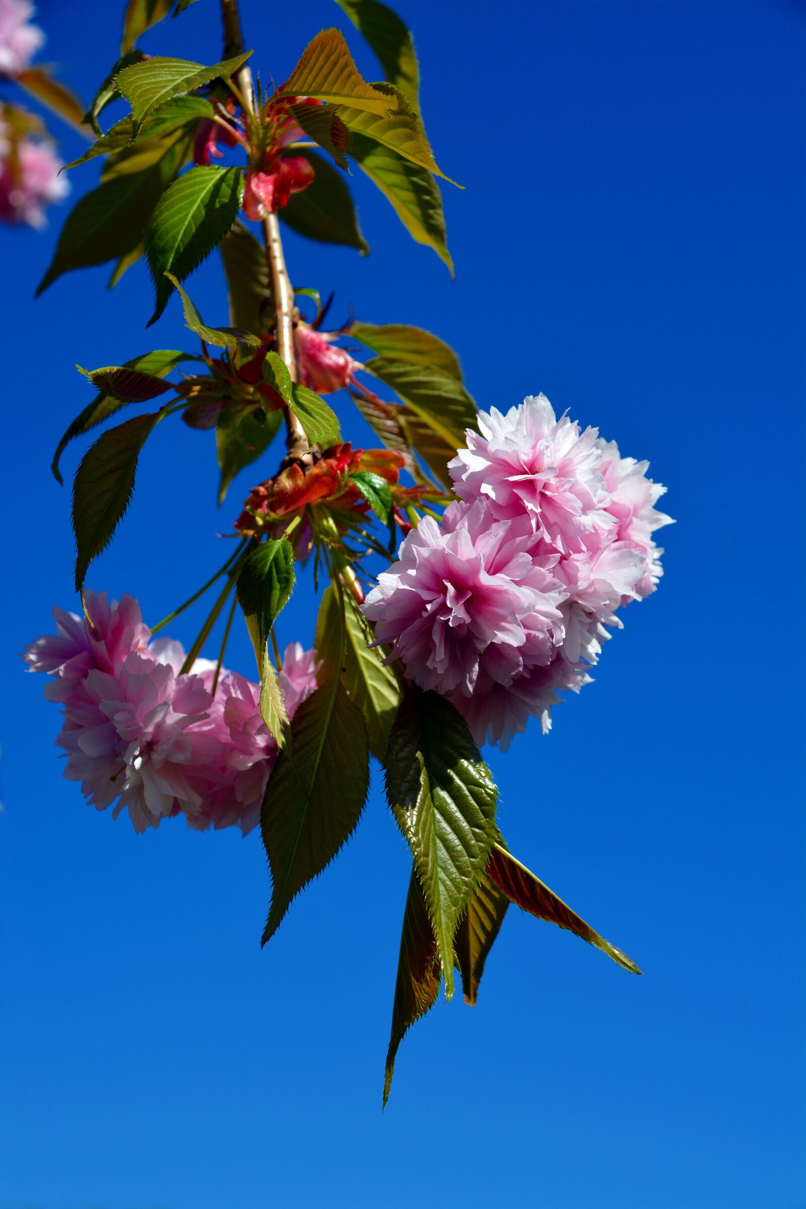 Nikon D5200 sample photo. Cherry tree, tree, blossom photography