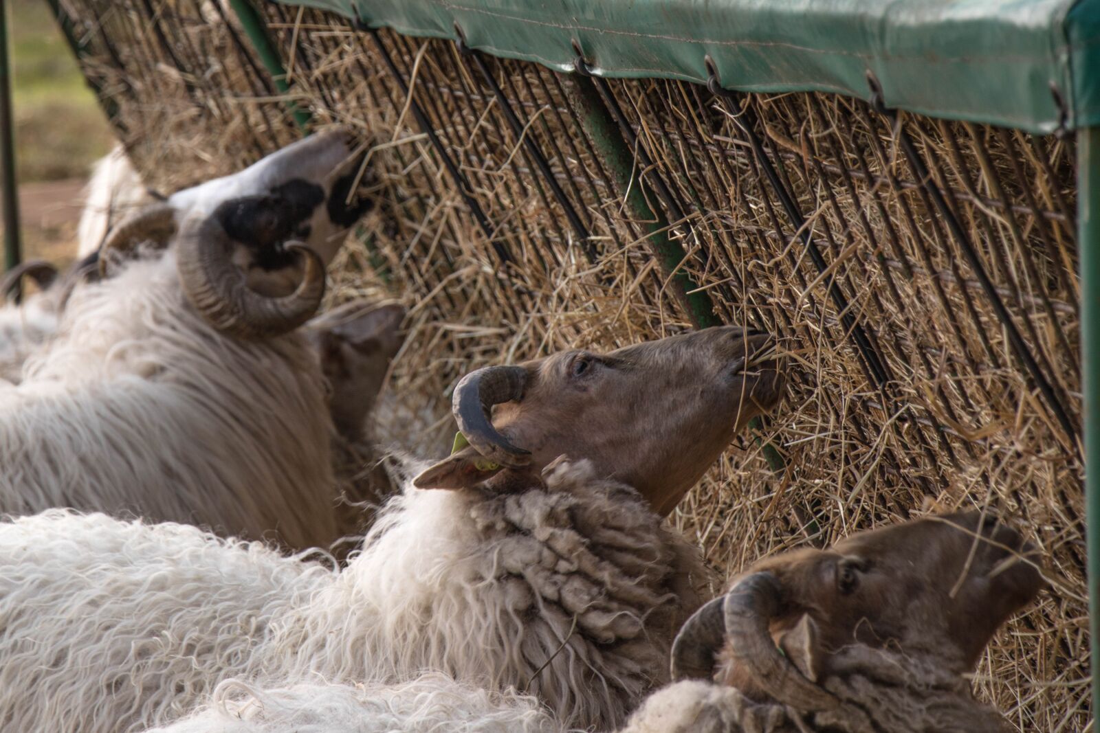 Canon EOS 80D sample photo. Ram, animal, eating photography