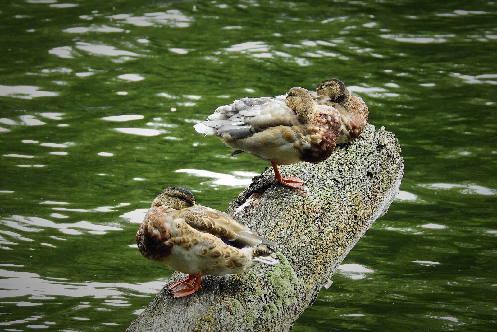 Nikon Coolpix P900 sample photo. Ducks, lake, trunk photography