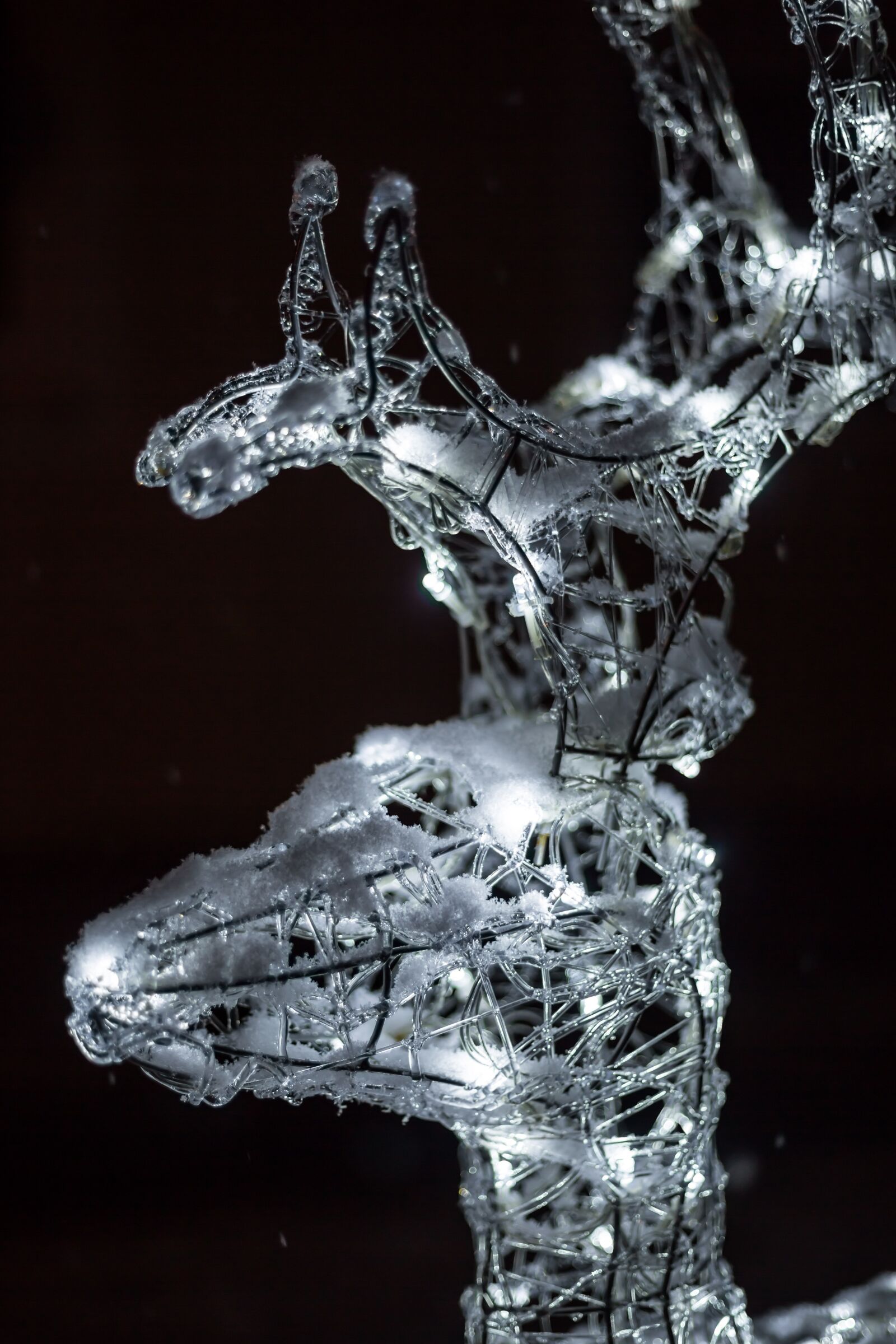 Canon EF 50mm F1.8 II sample photo. Reindeer, snow, led photography