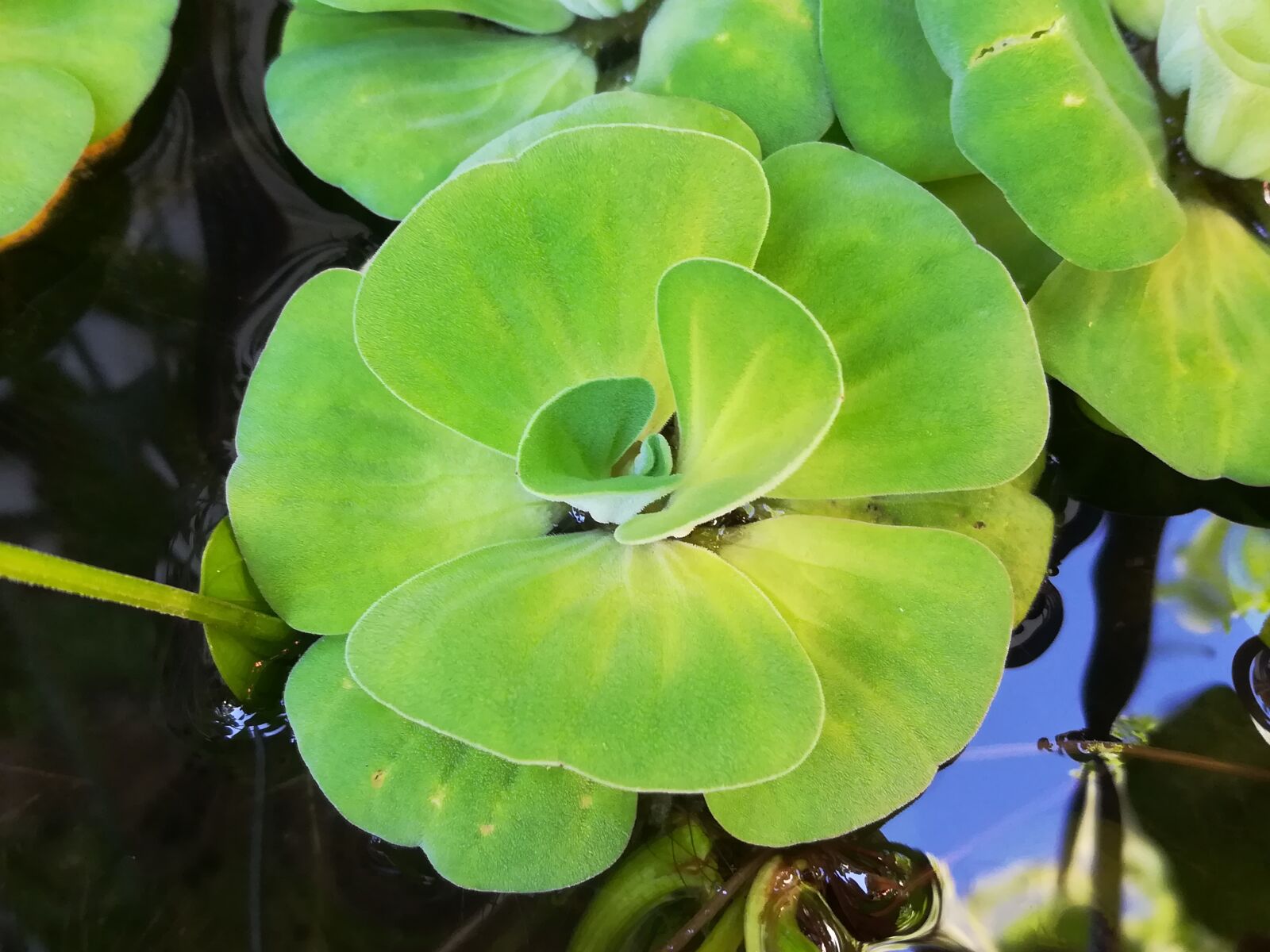 HUAWEI GR5 2017 sample photo. Plant, water, green photography