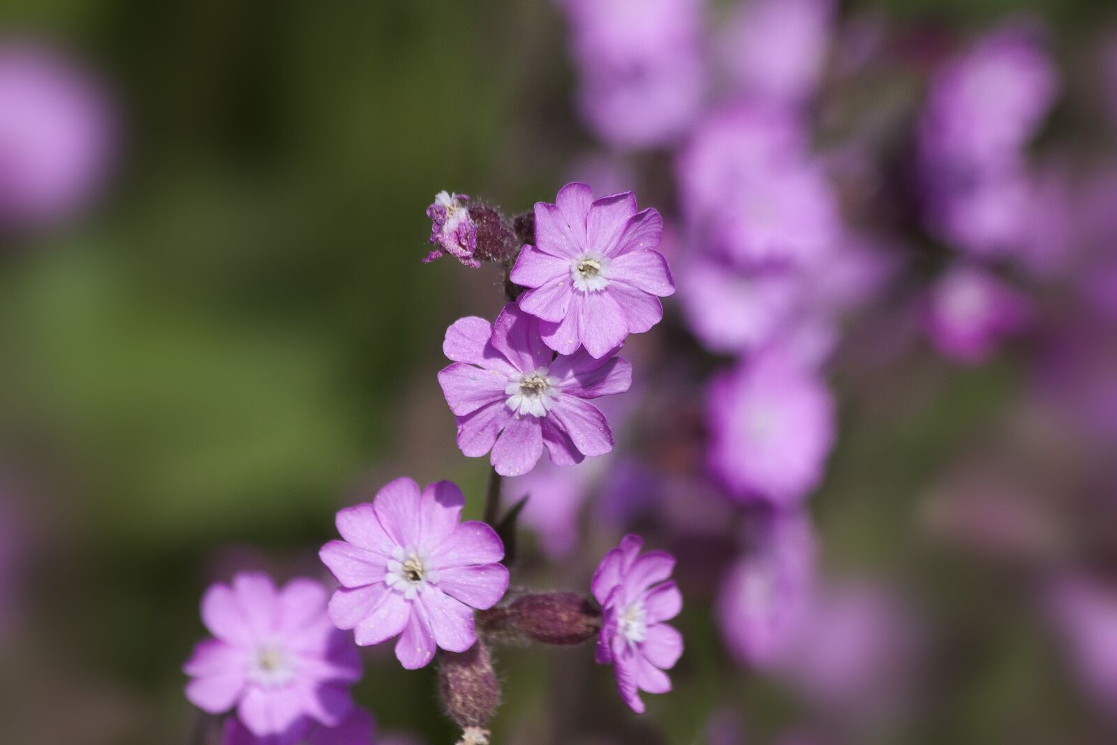 Canon EOS 50D sample photo. Red campion, silene dioica photography