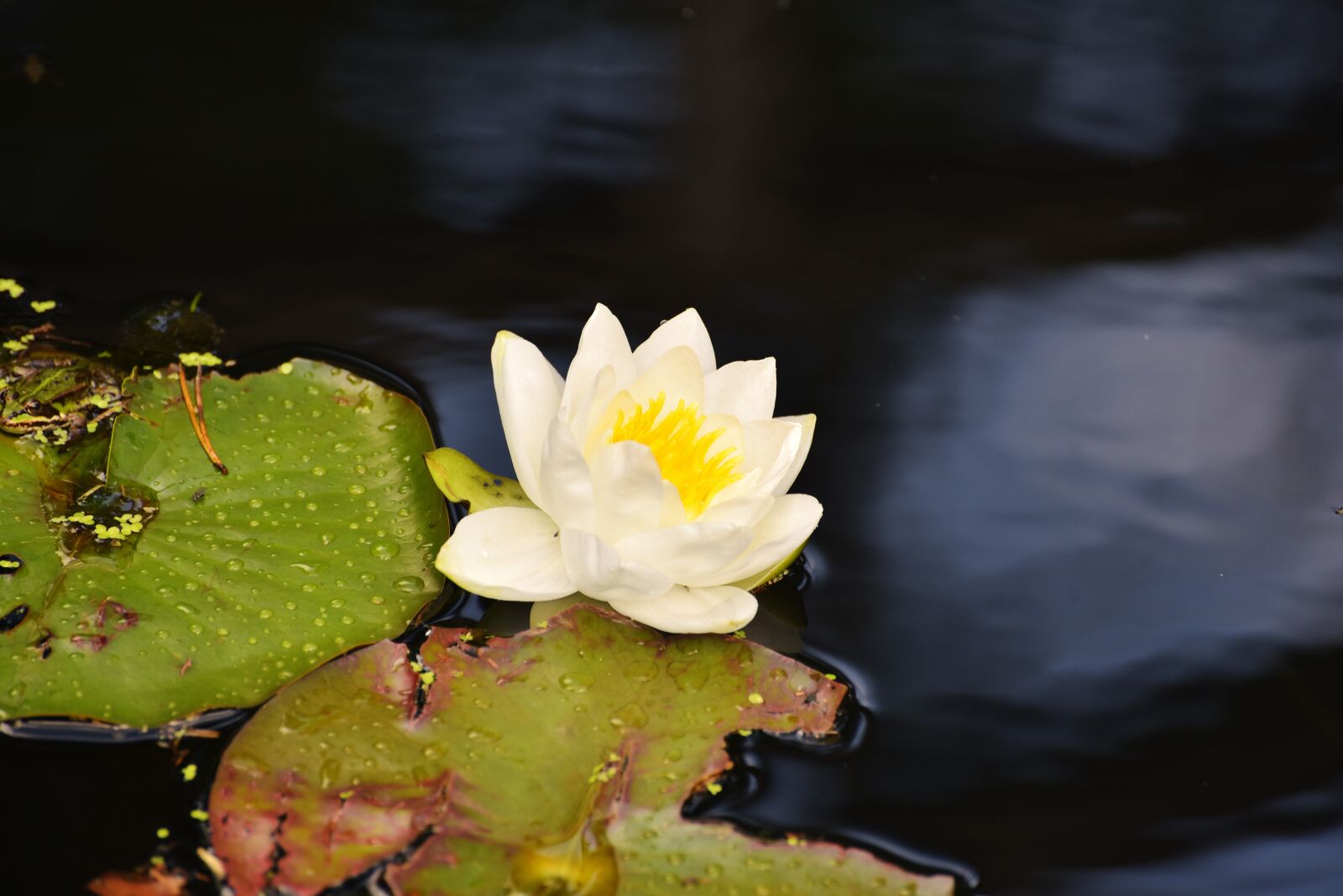 Nikon D750 sample photo. Water lily, blossom, bloom photography