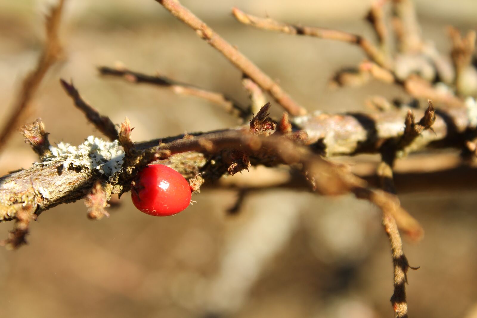 Canon EOS 1100D (EOS Rebel T3 / EOS Kiss X50) sample photo. Fruits, autumn, red fruits photography