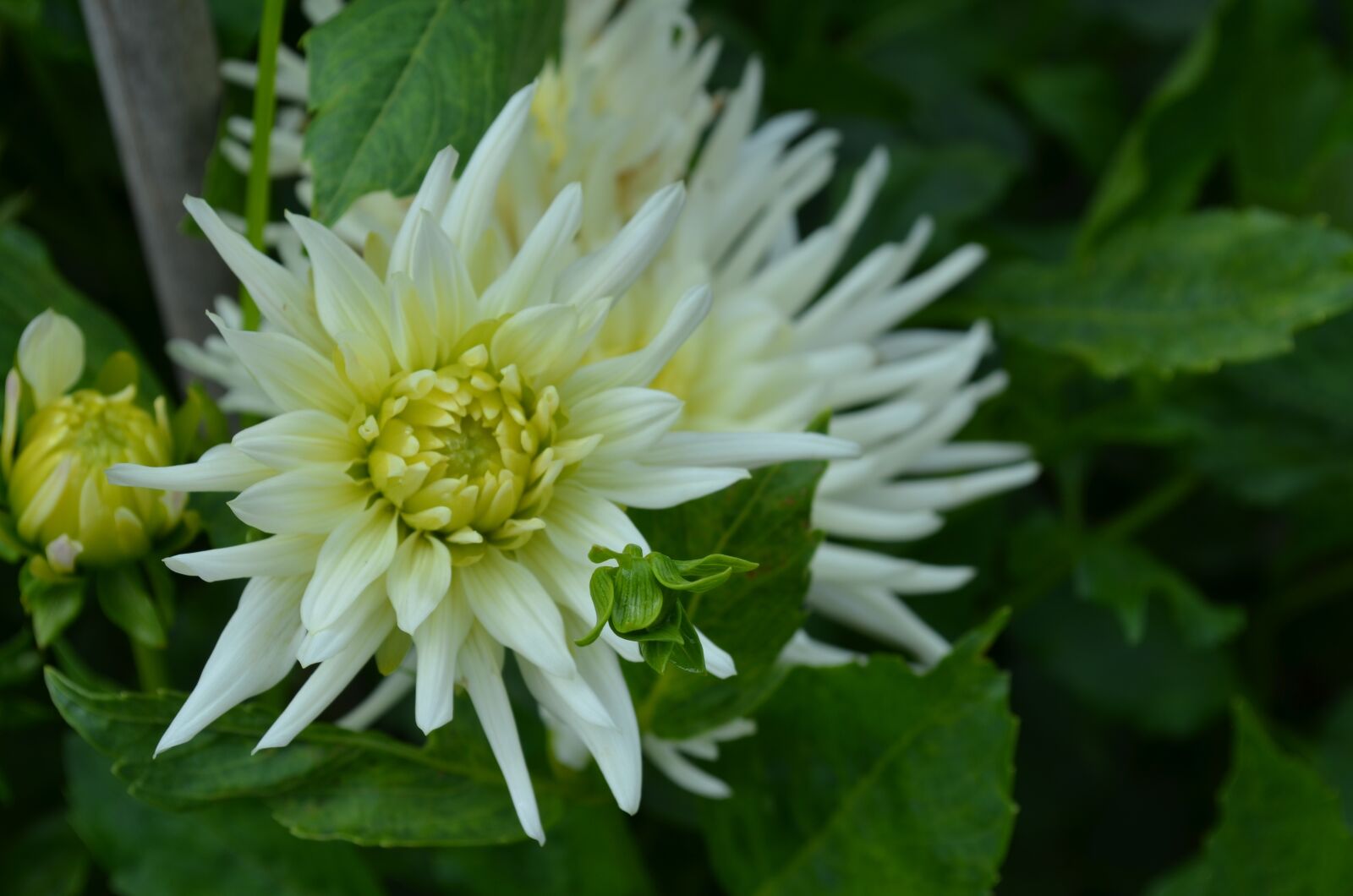 Nikon D5100 sample photo. Dahlia, playa blanca, cactus photography