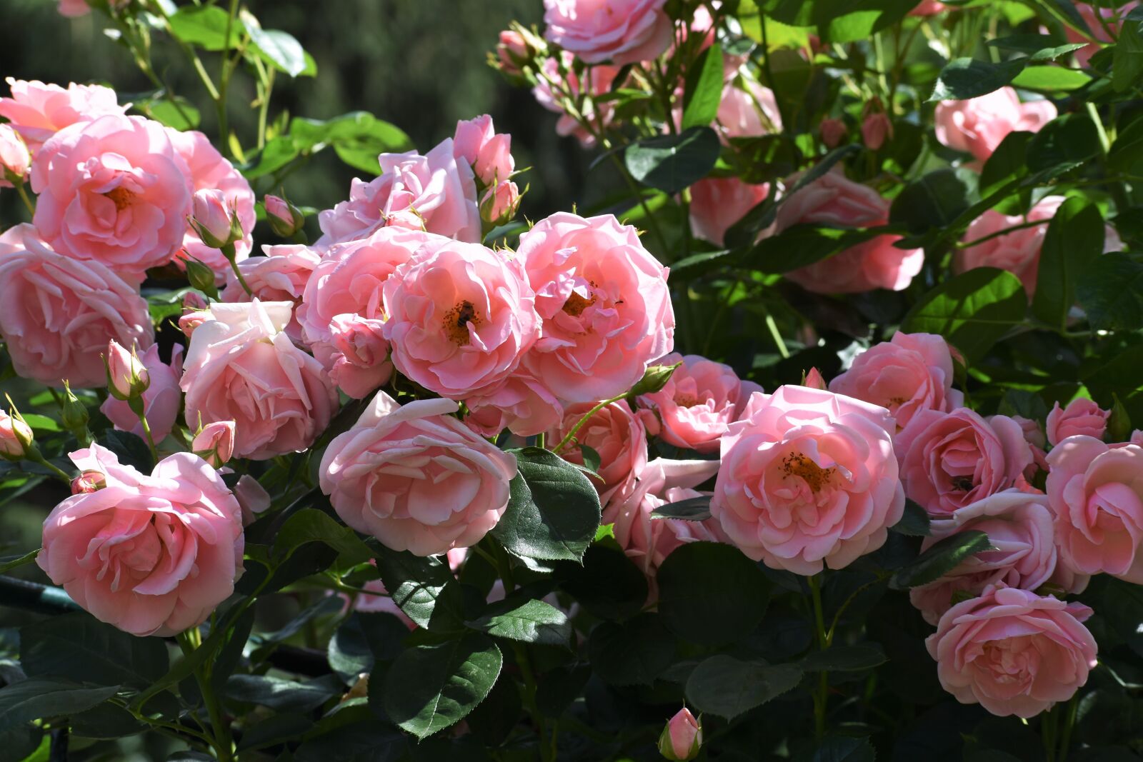 Nikon D3500 sample photo. Rose, šípová, pink photography