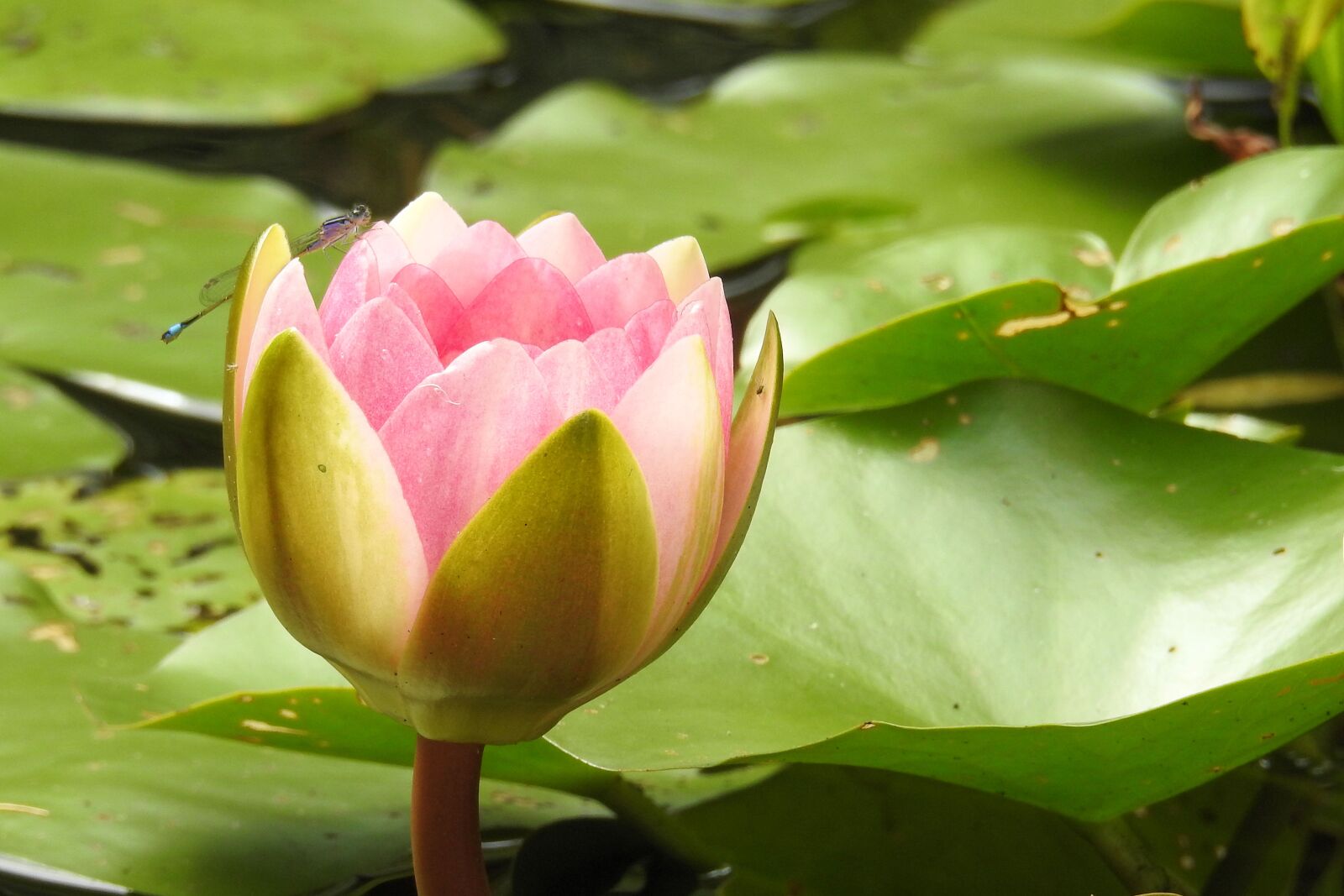 Nikon Coolpix P900 sample photo. Water lily, nuphar lutea photography