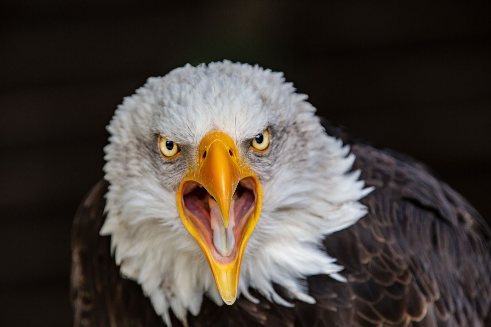 Canon EOS 6D sample photo. Raptor, adler, bald eagle photography