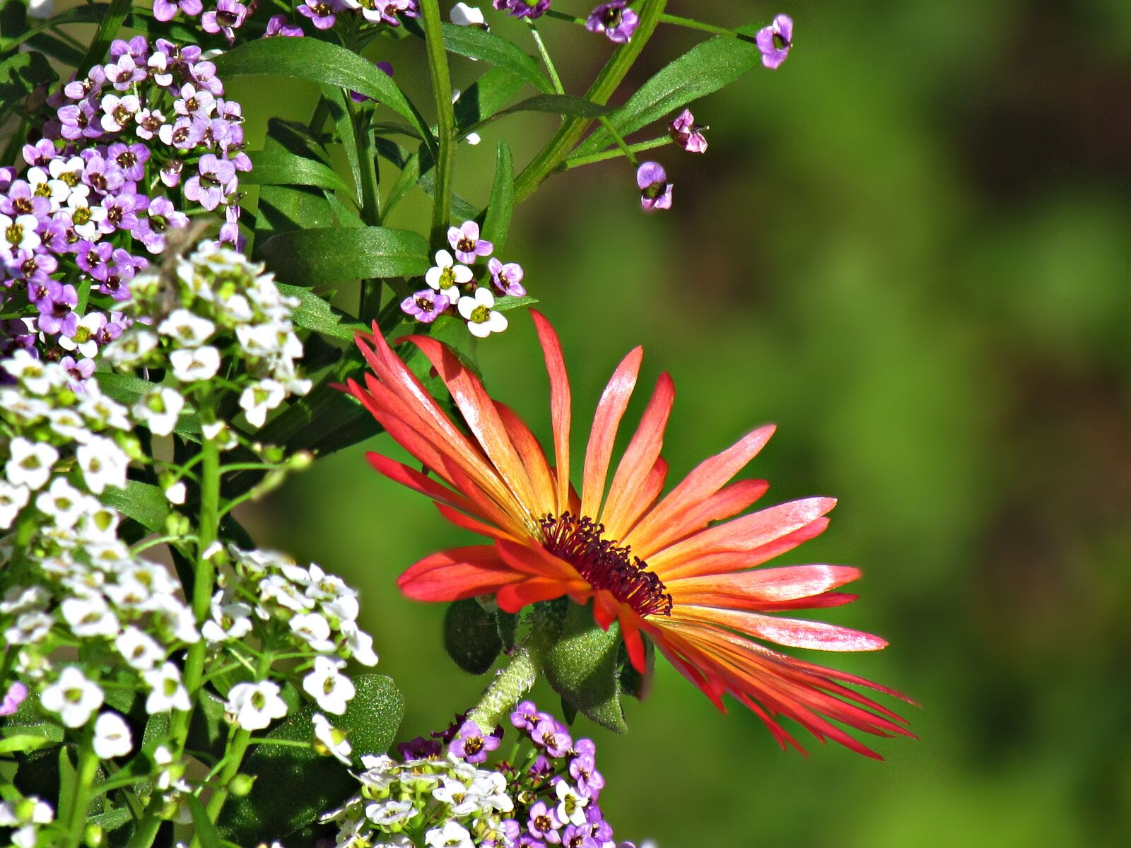 Canon PowerShot SX30 IS sample photo. Gerbera, flowers, nature photography