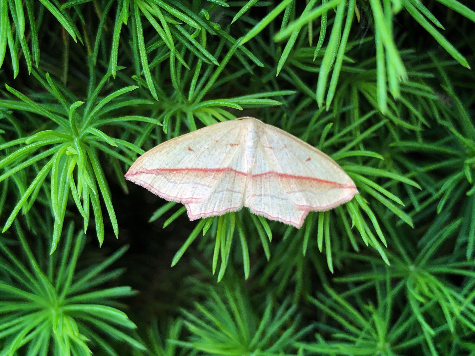 iPhone X back dual camera 4mm f/1.8 sample photo. Butterfly, green, nature photography