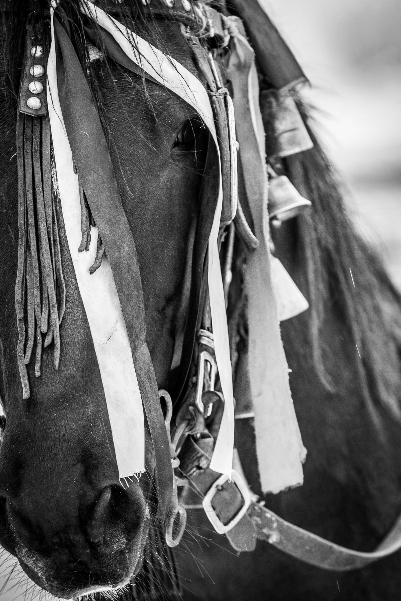 Canon EOS 10D sample photo. Horse, black and white photography