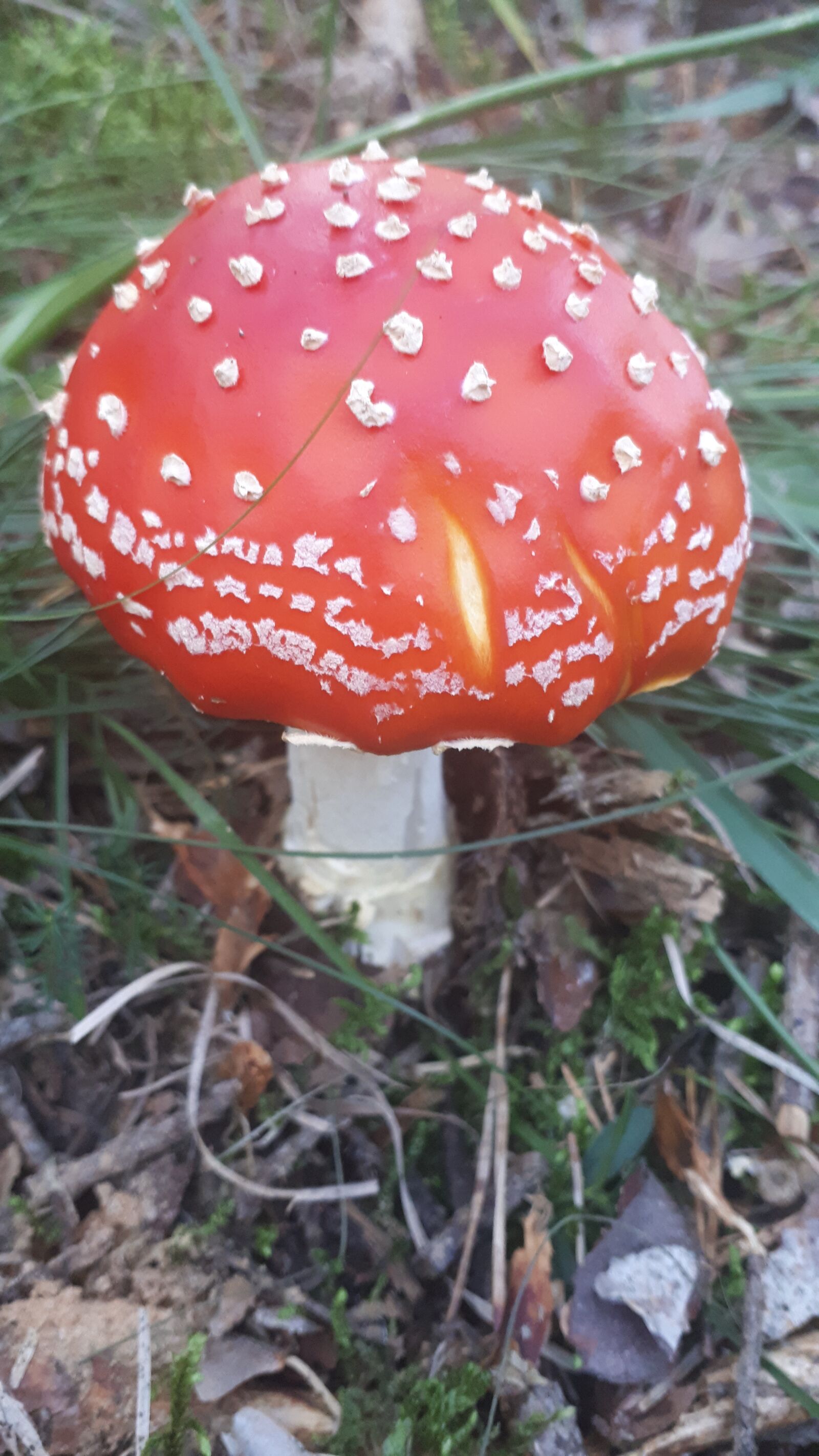 Samsung Galaxy A5(2017) sample photo. Mushroom, fly agaric, nature photography
