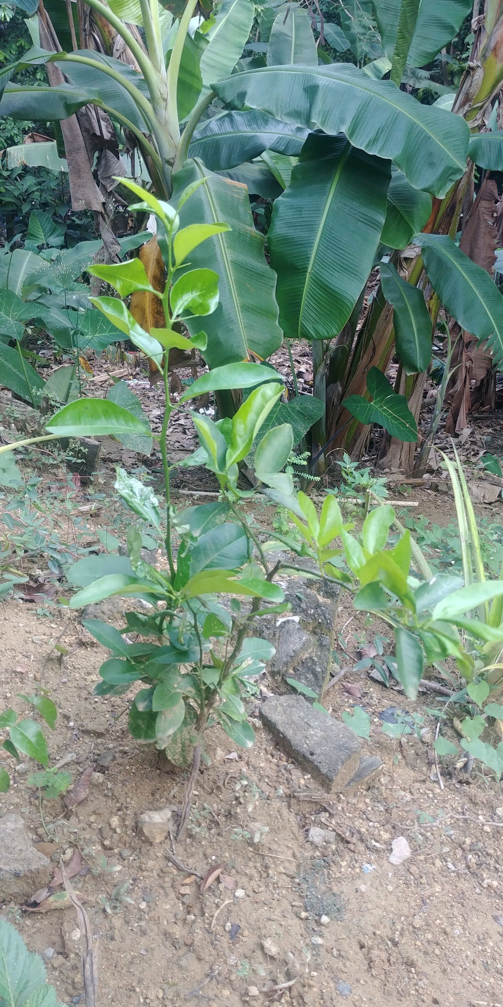 LG G6 sample photo. Lemon, sour, small photography