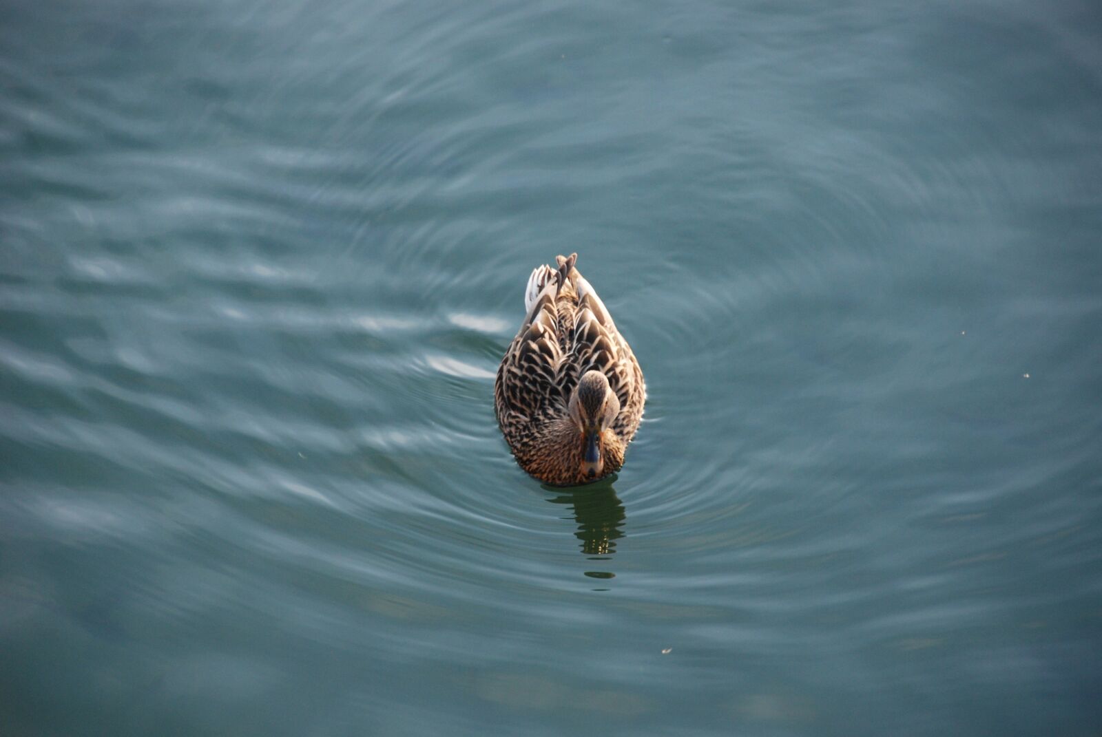 Nikon D80 sample photo. Duck, water, bird photography