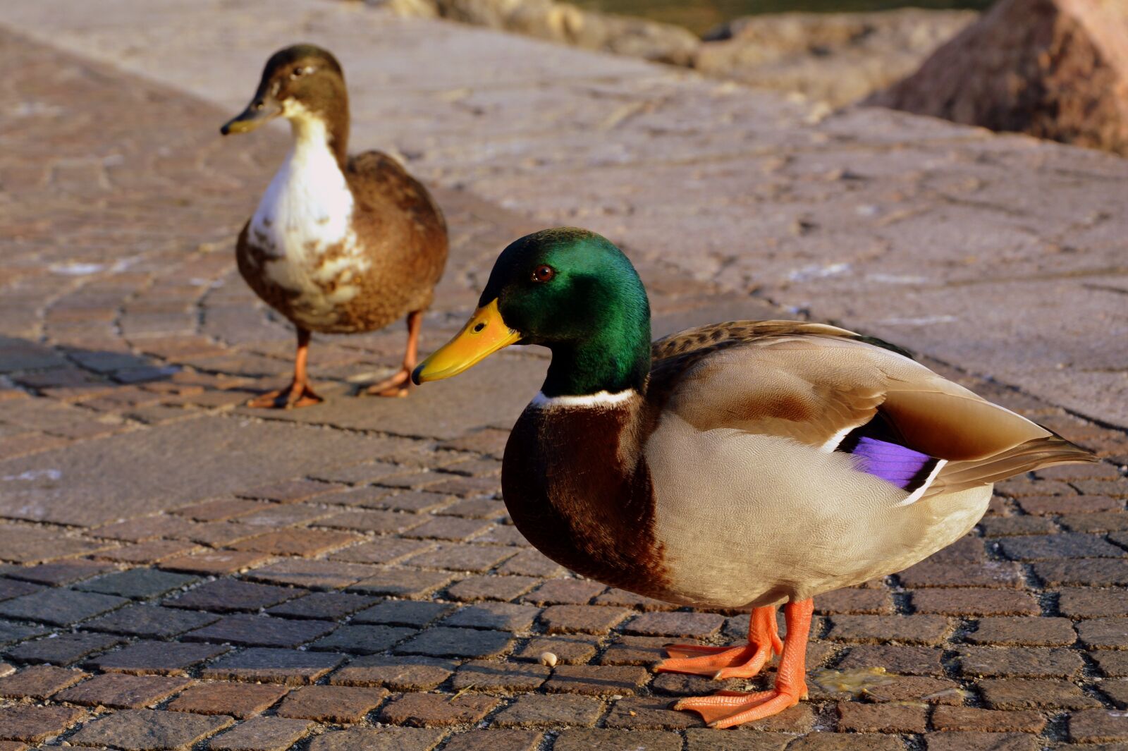 Nikon D7100 sample photo. Duck, couple, beak photography